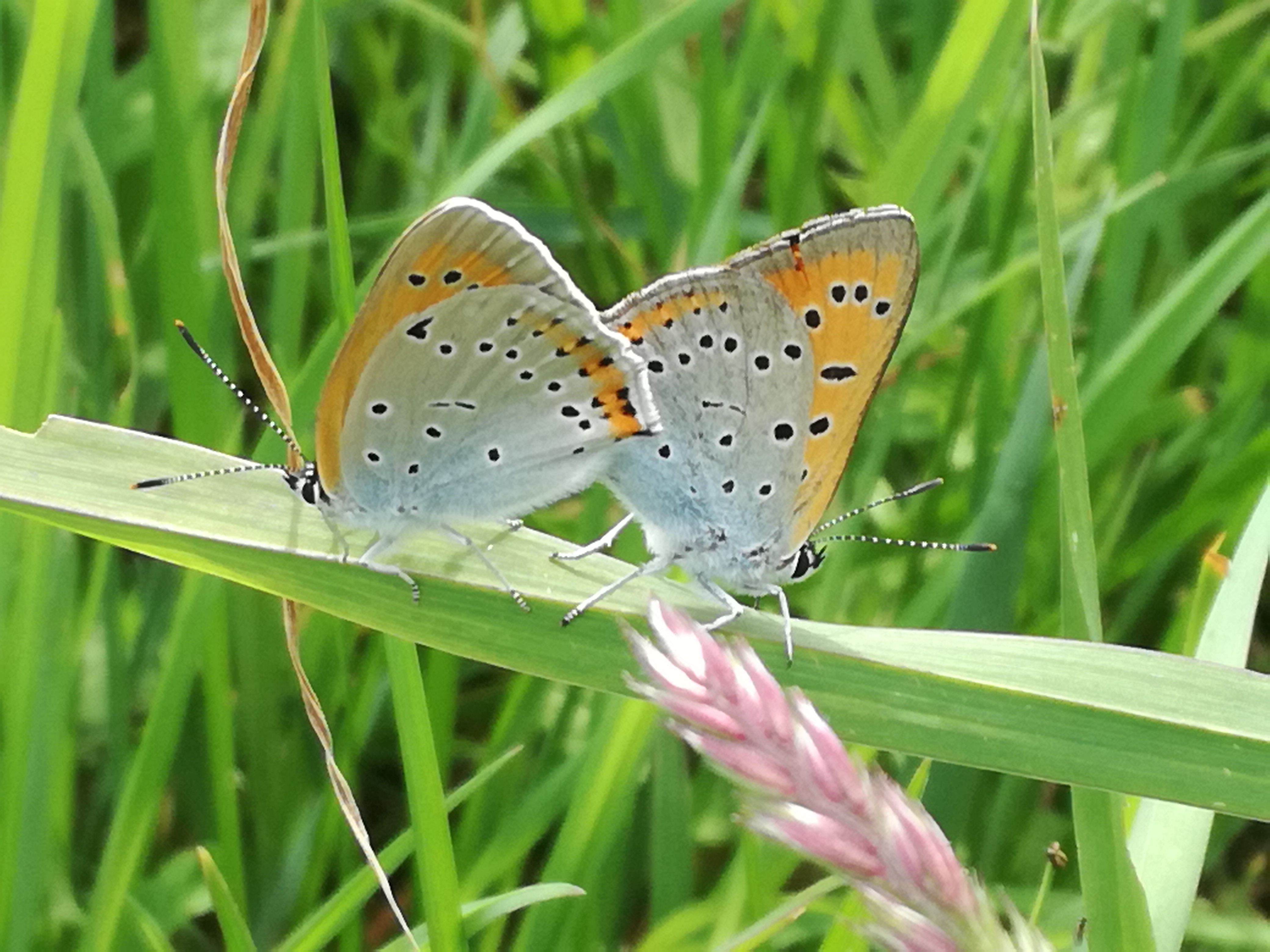 01062017093804 2968 art 816 img 20170513 124756