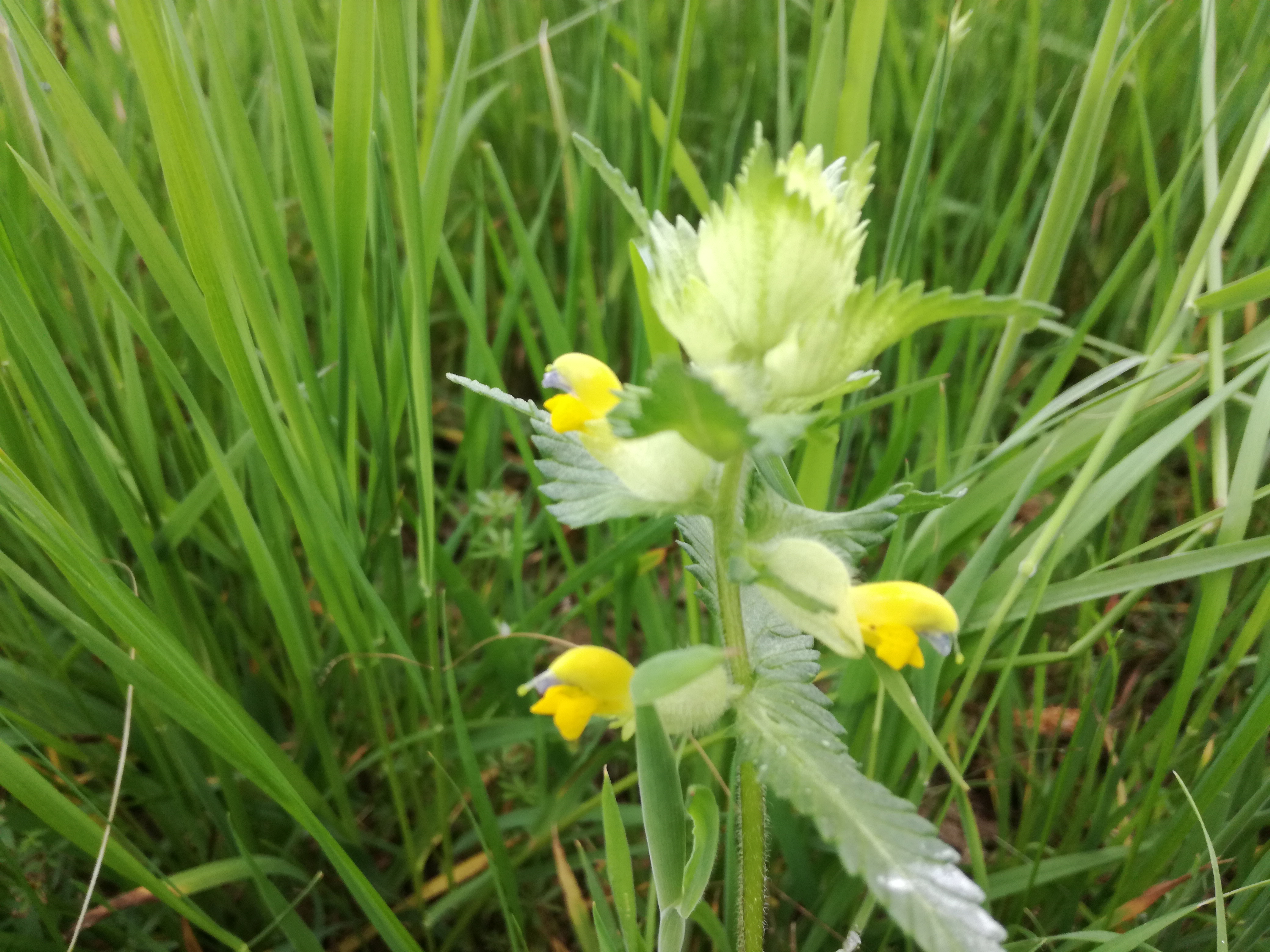 01062017094244 2969 art 1477 img 20170513 144702