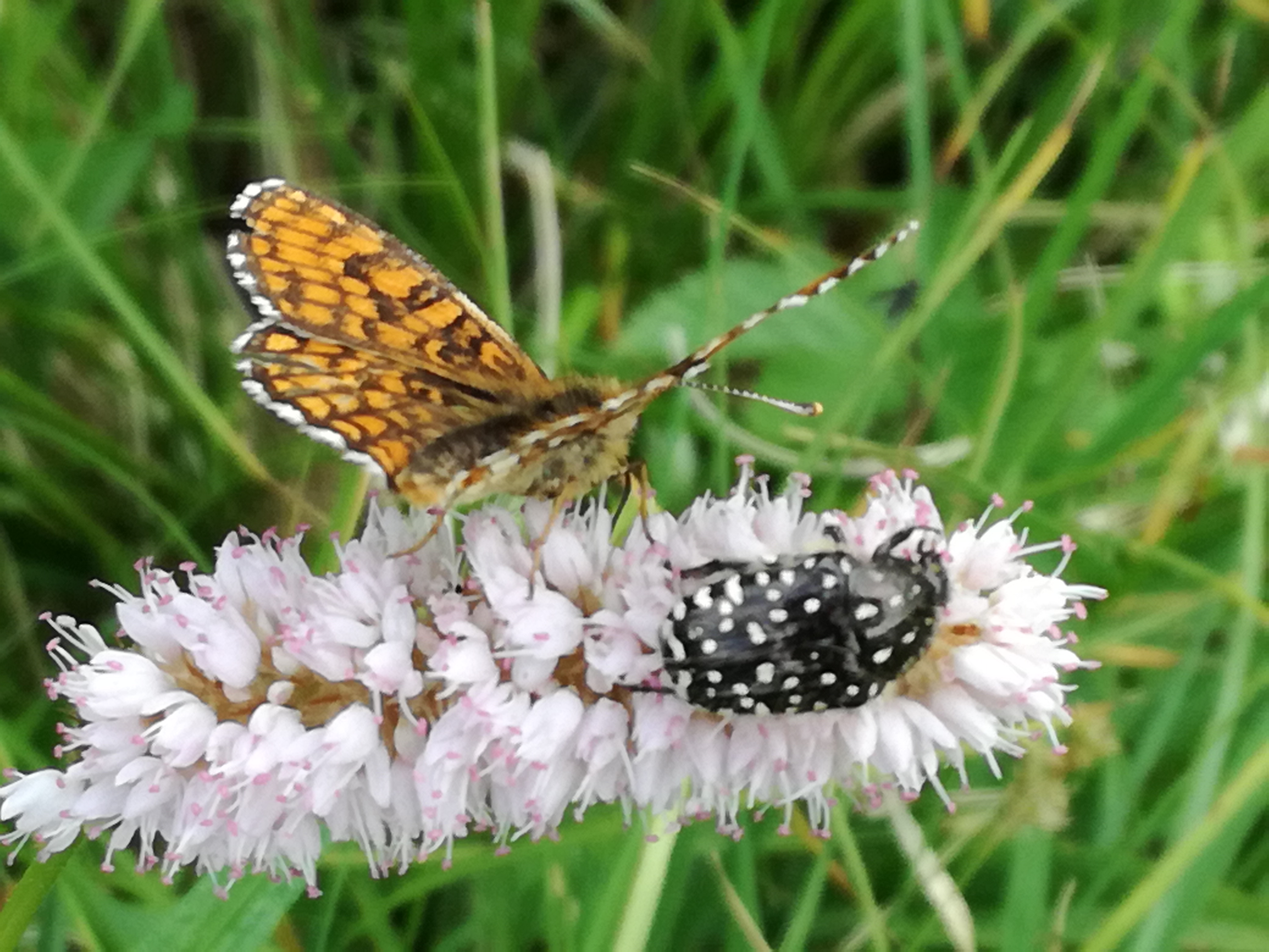 01062017100029 2970 art 1808 img 20170513 155651