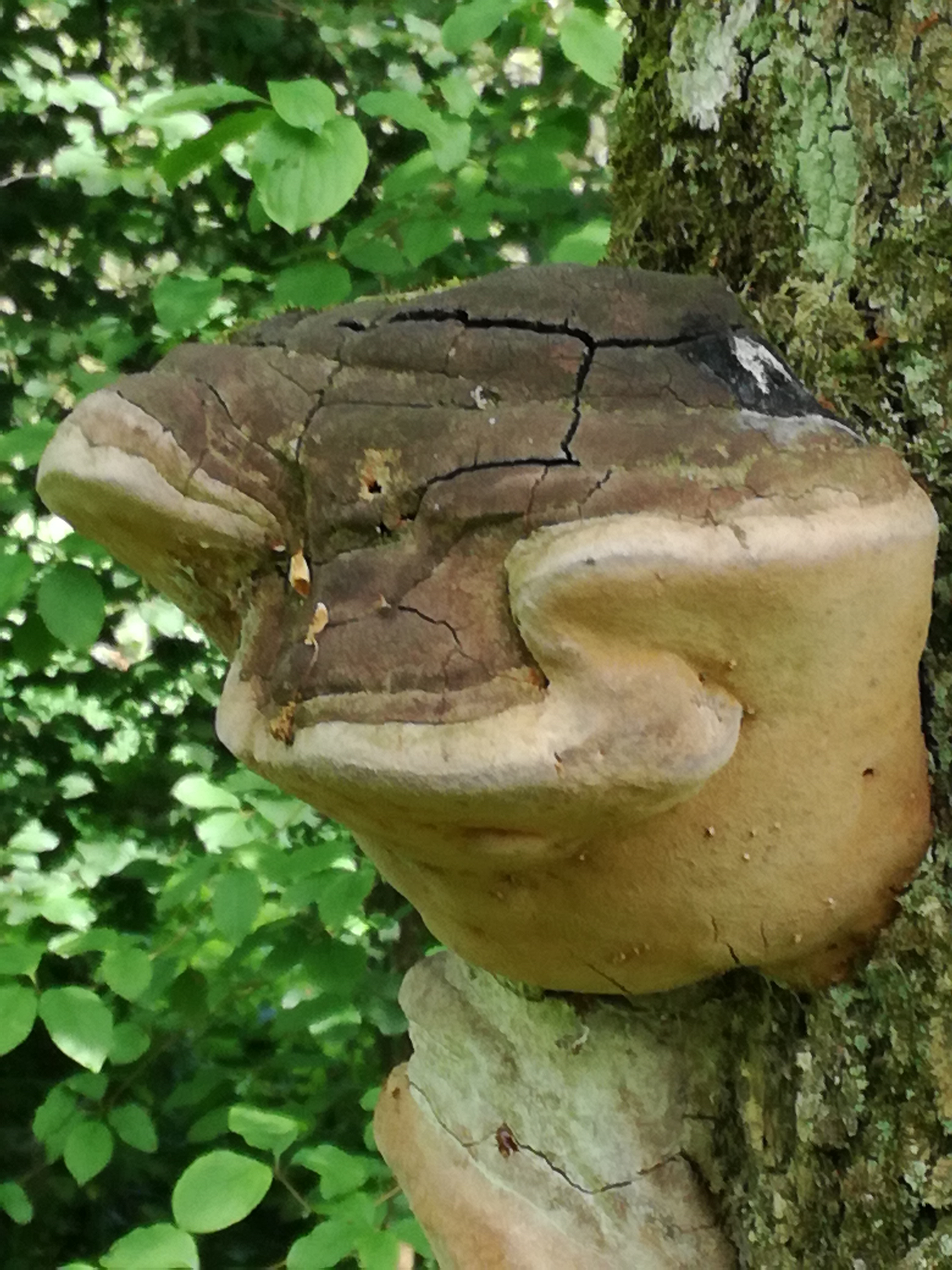 01062017100406 2972 art 767 img 20170513 153031