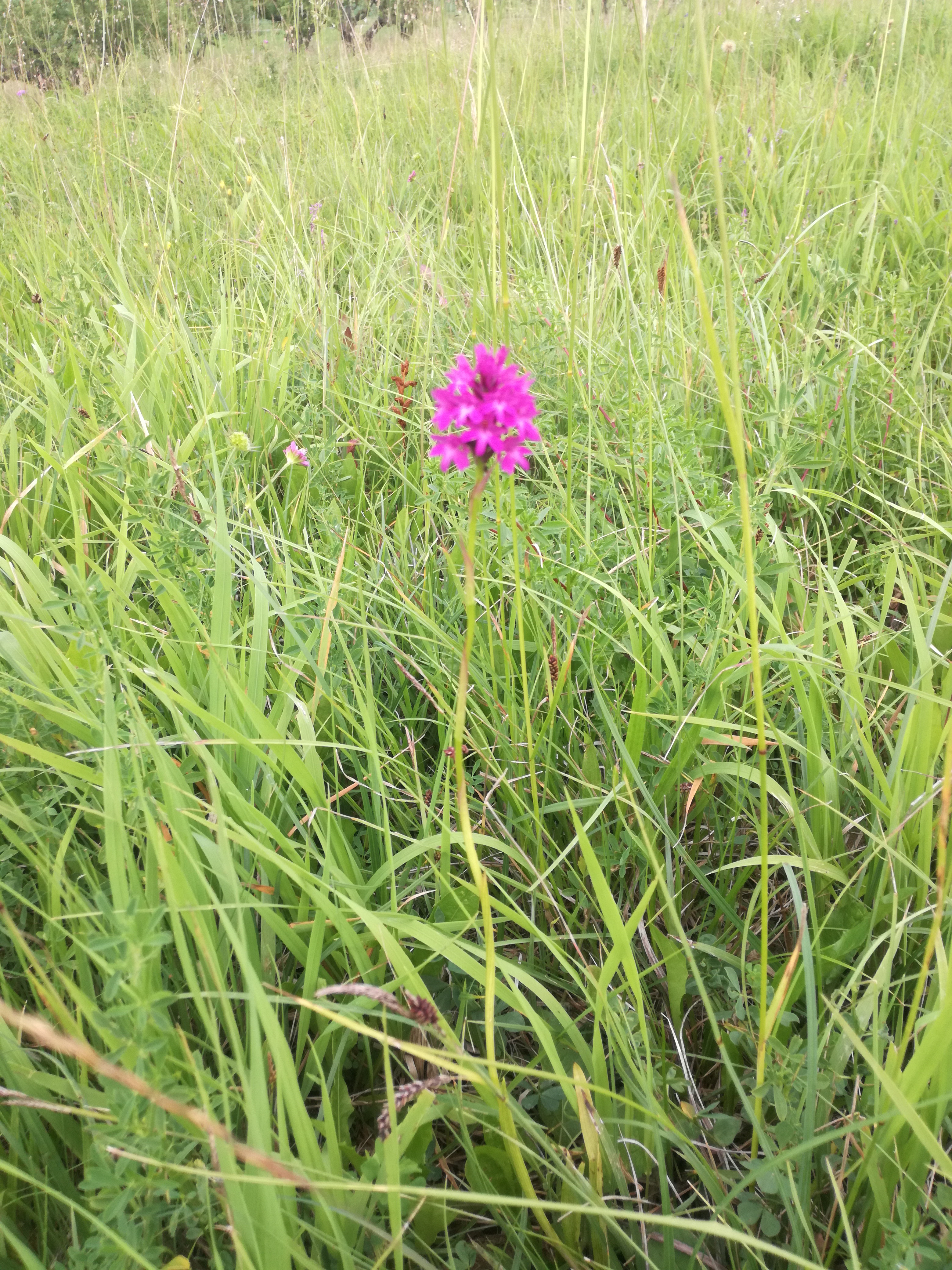 01062018174006 3698 art 2227 img 20180531 180839 1