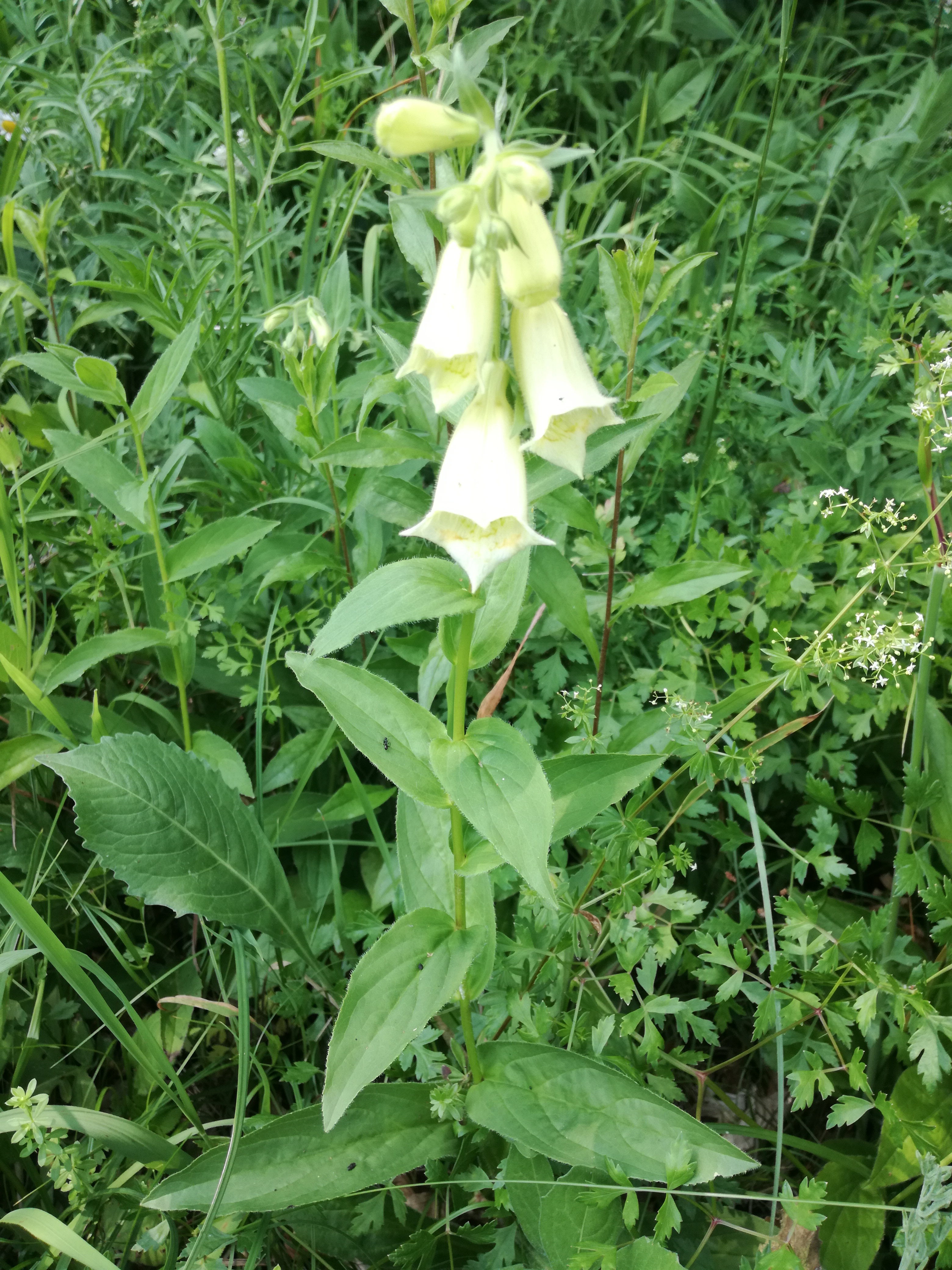 01062018175533 3700 art 1259 img 20180531 130115