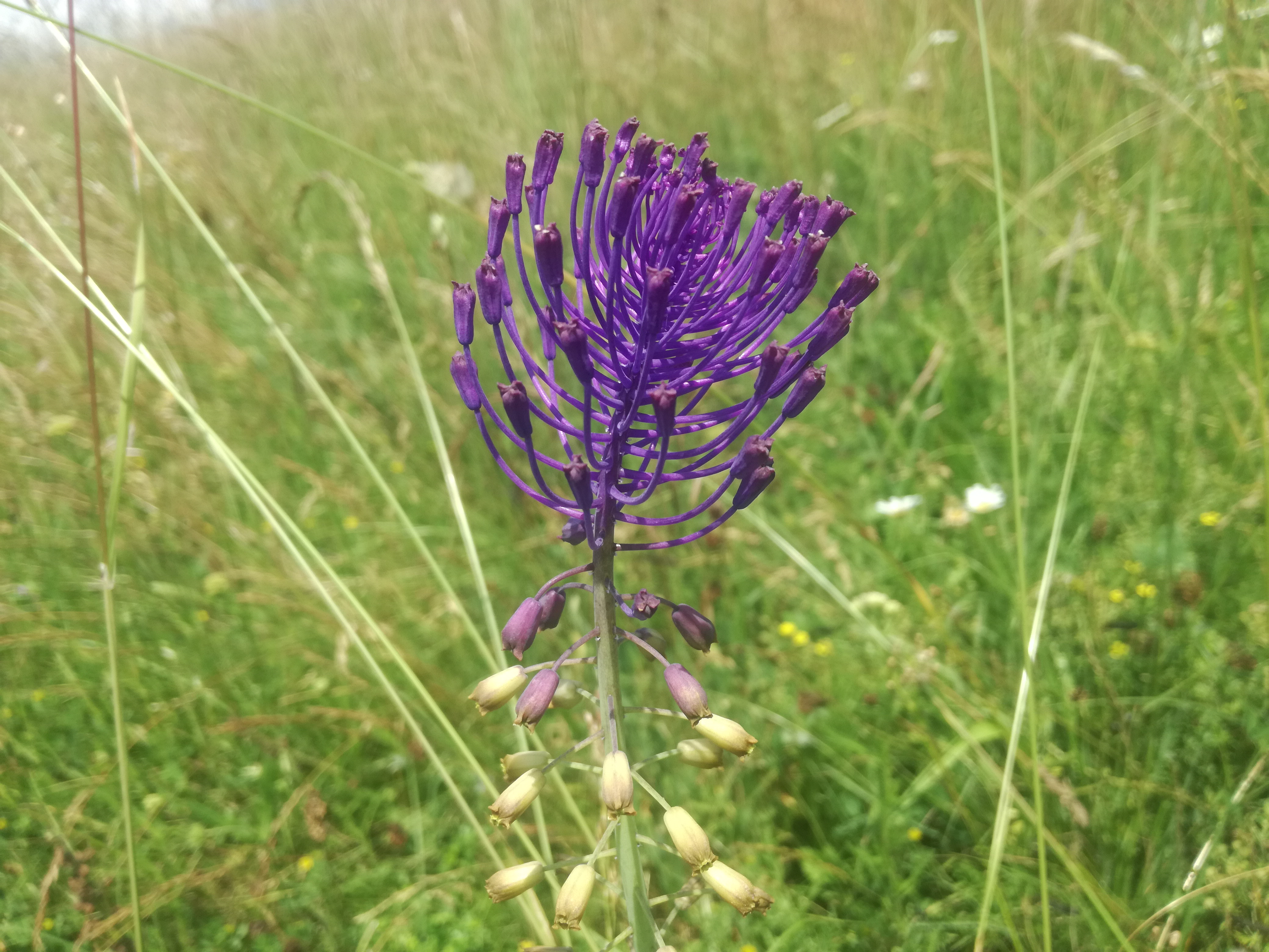 01062018180249 3701 art 1756 img 20180601 120524