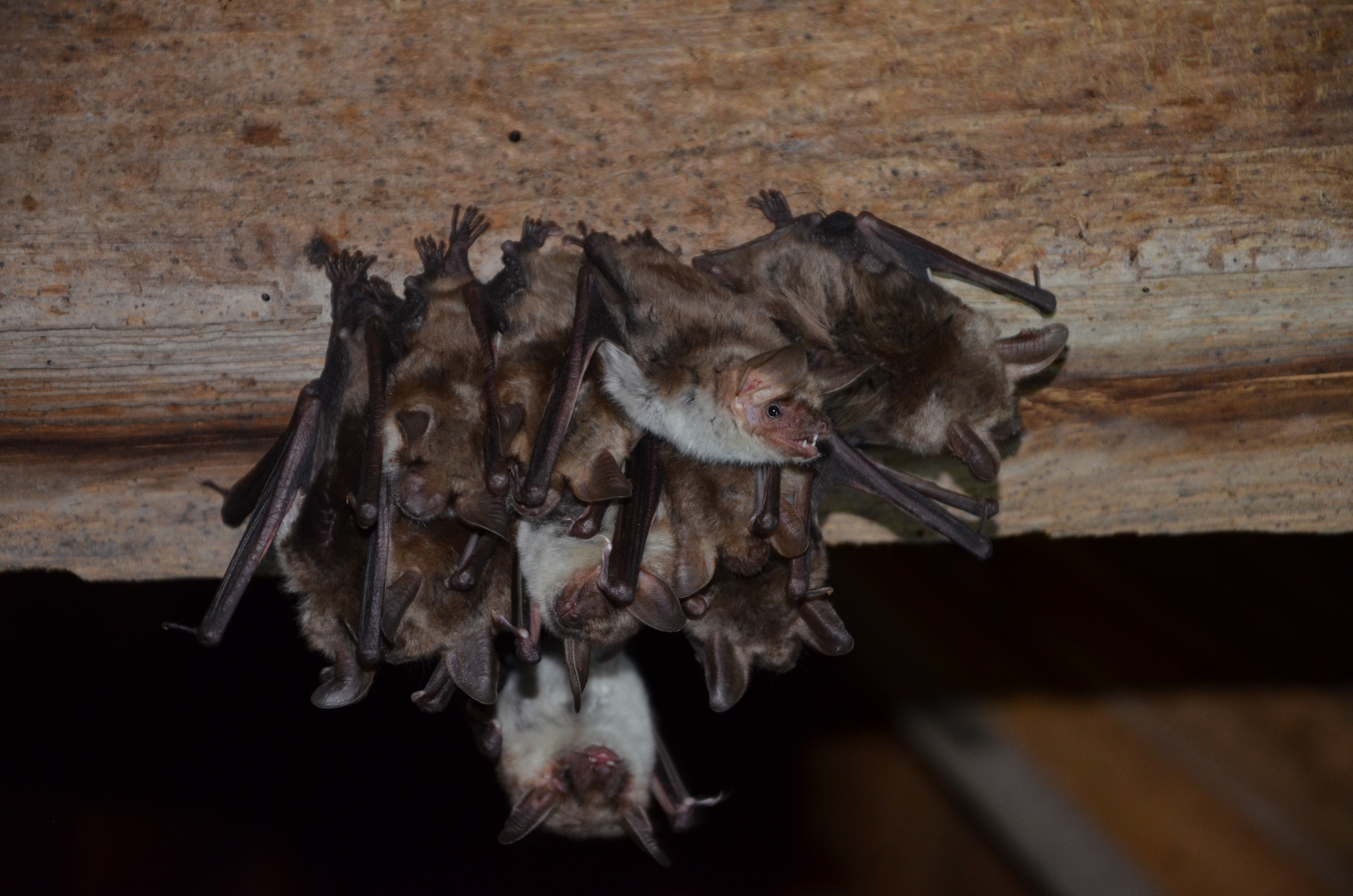 01072013202048 1072 art 349 dsc 5093