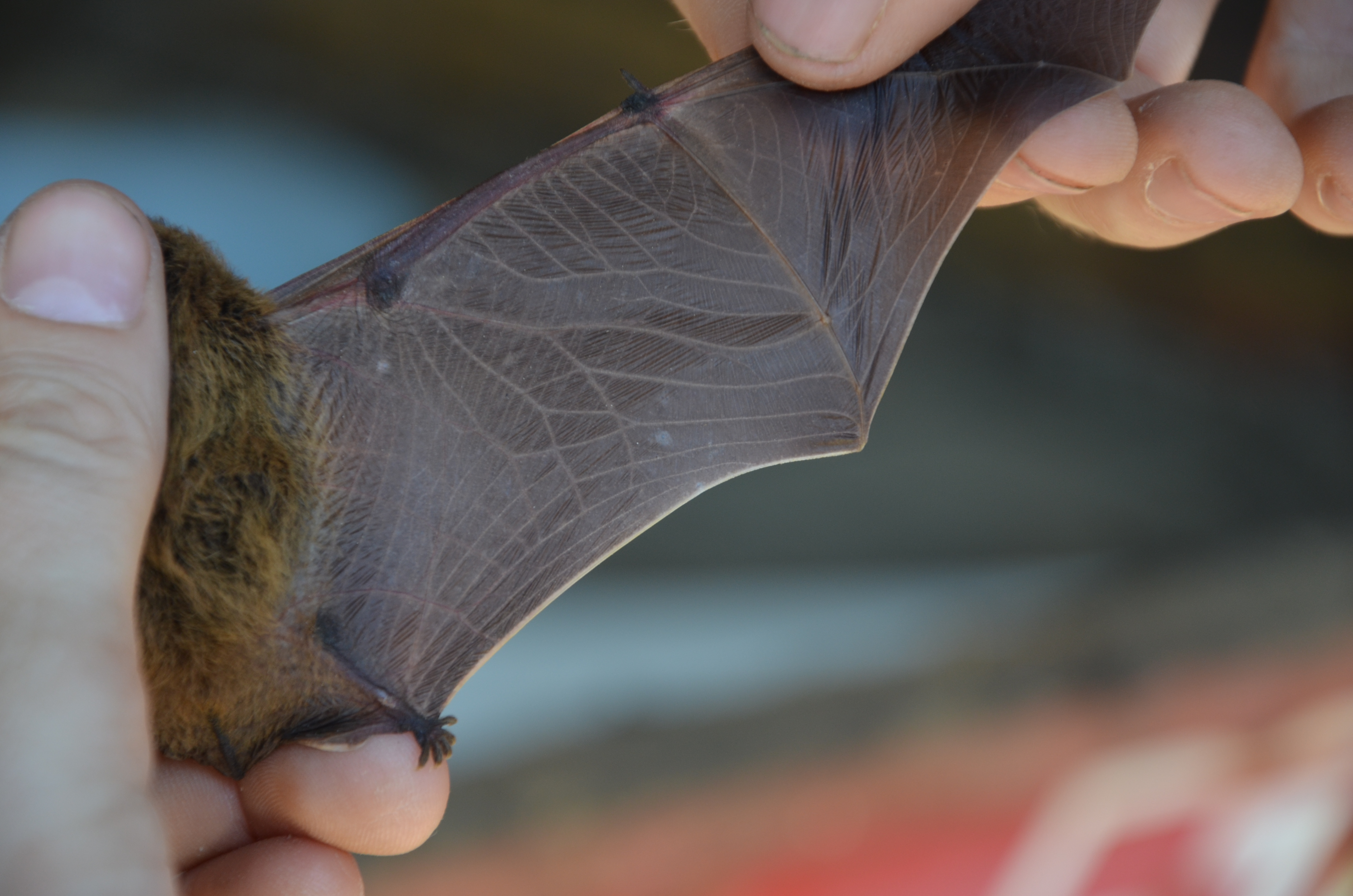 01072013202627 1074 art 584 dsc 6918