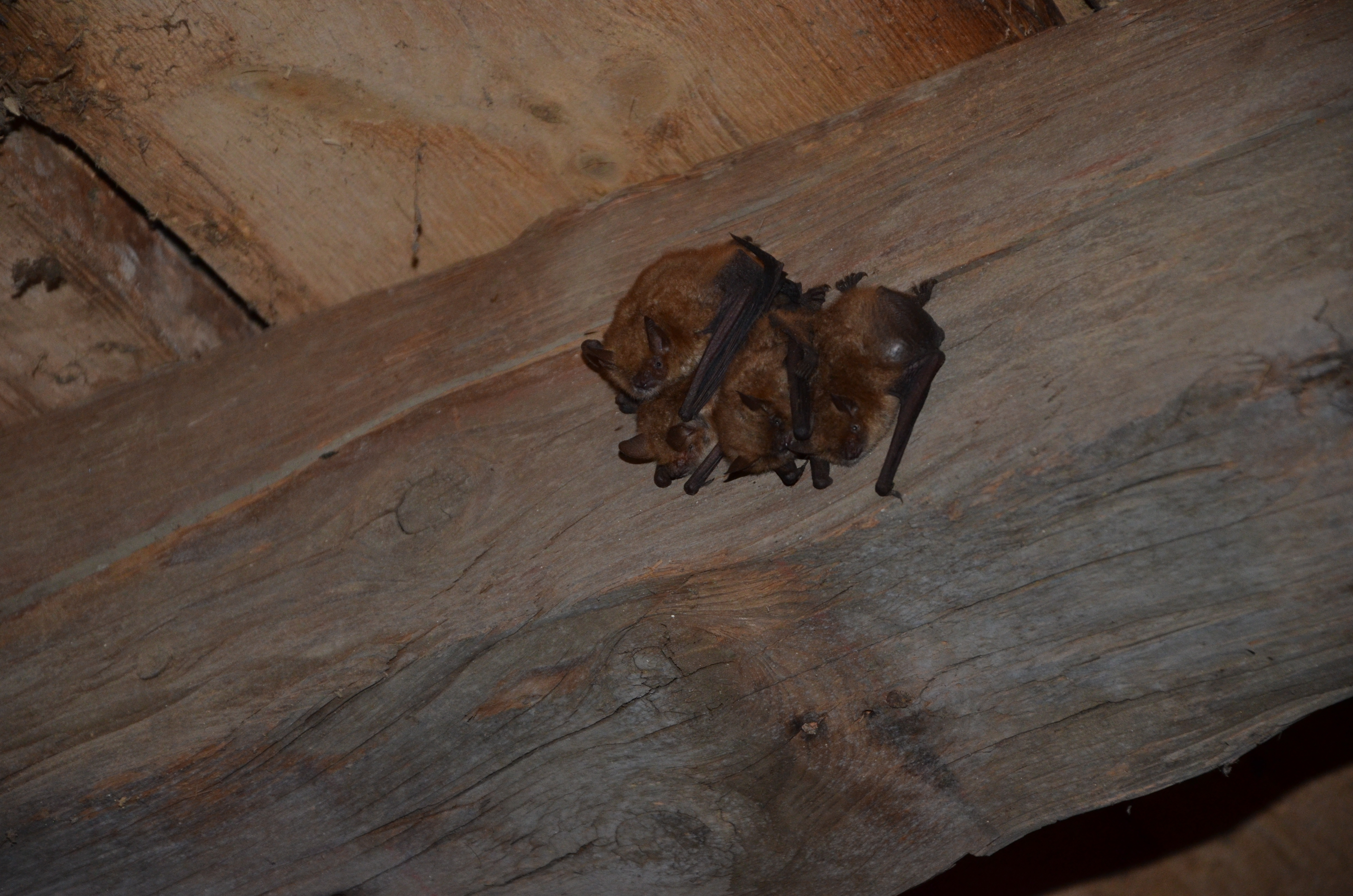 01072013203001 1075 art 672 dsc 6944