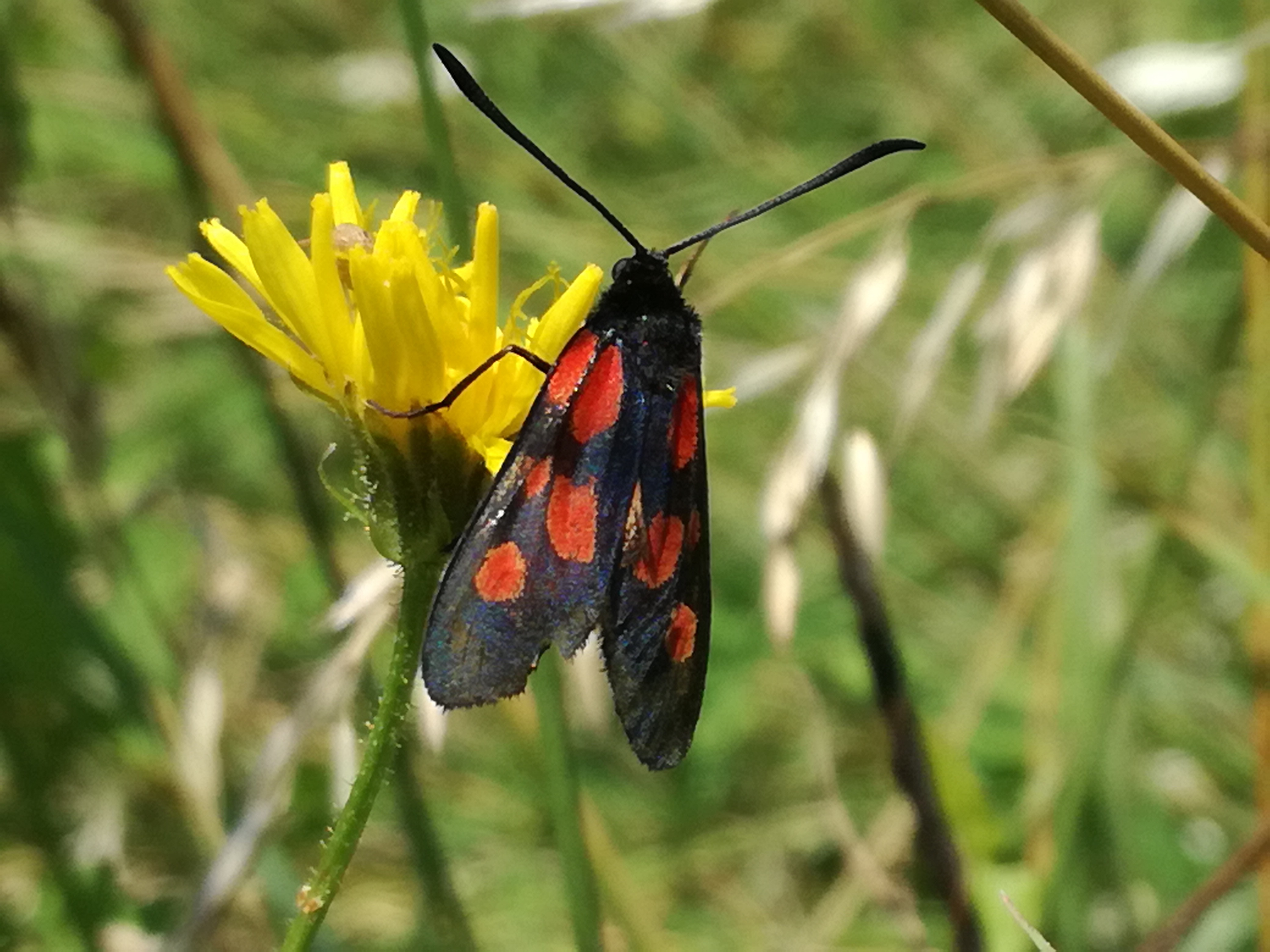 01072018200557 3777 art 2261 img 20180630 102033