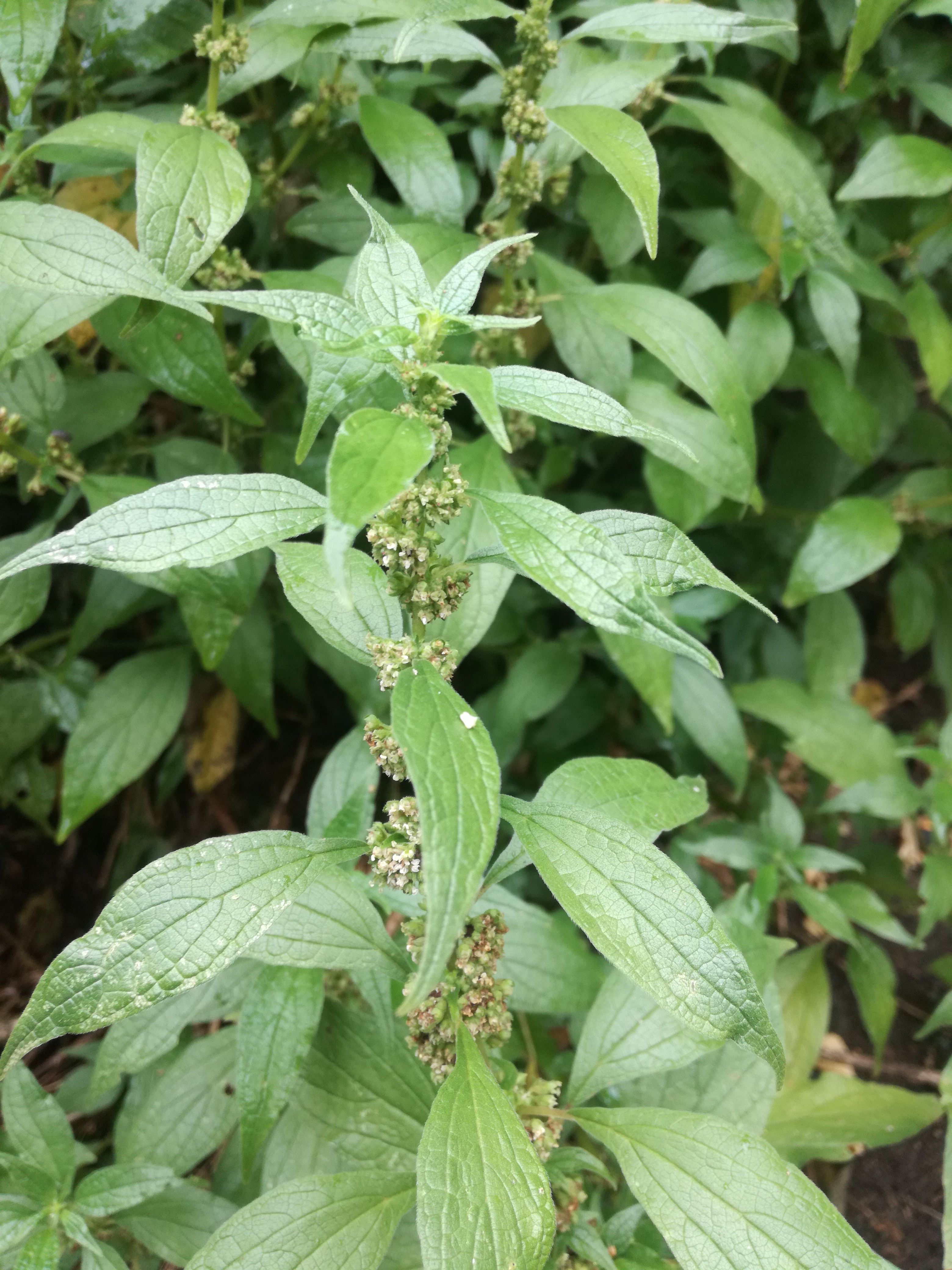 01072018235758 3779 art 2262 img 20180628 101726