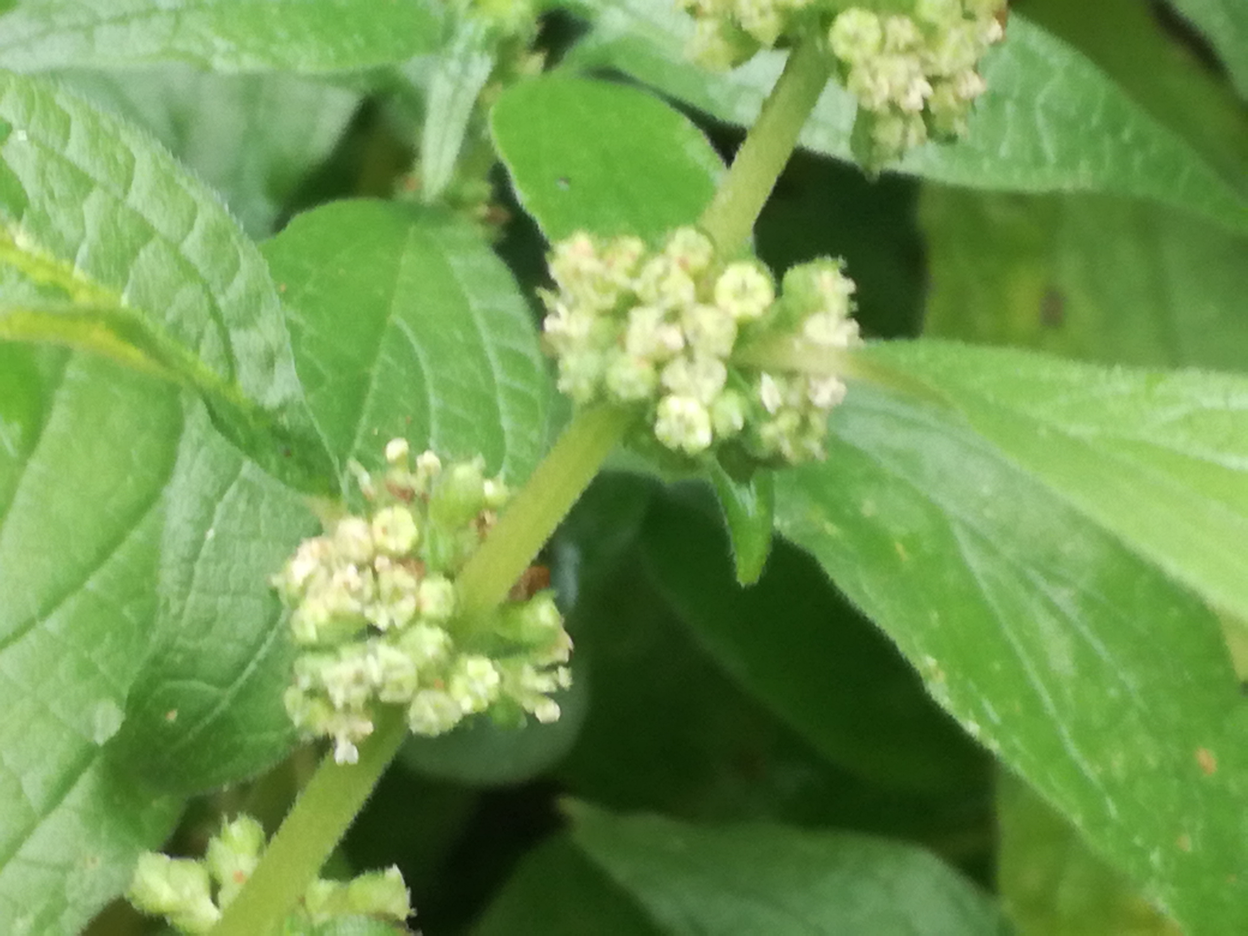 01072018235851 3780 art 2262 img 20180628 101757