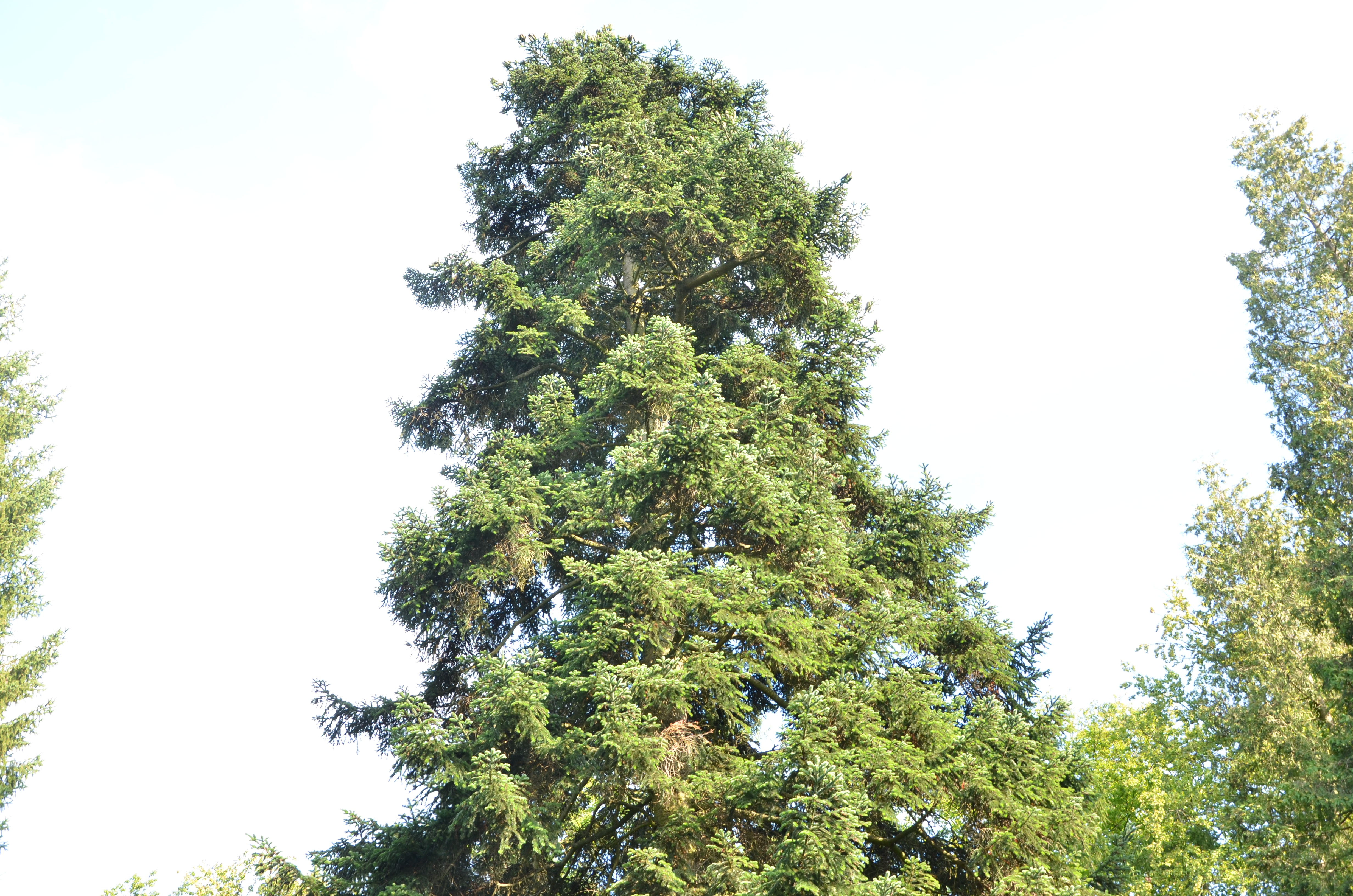 01092013103755 1769 art 1332 dsc 8919 abies alba