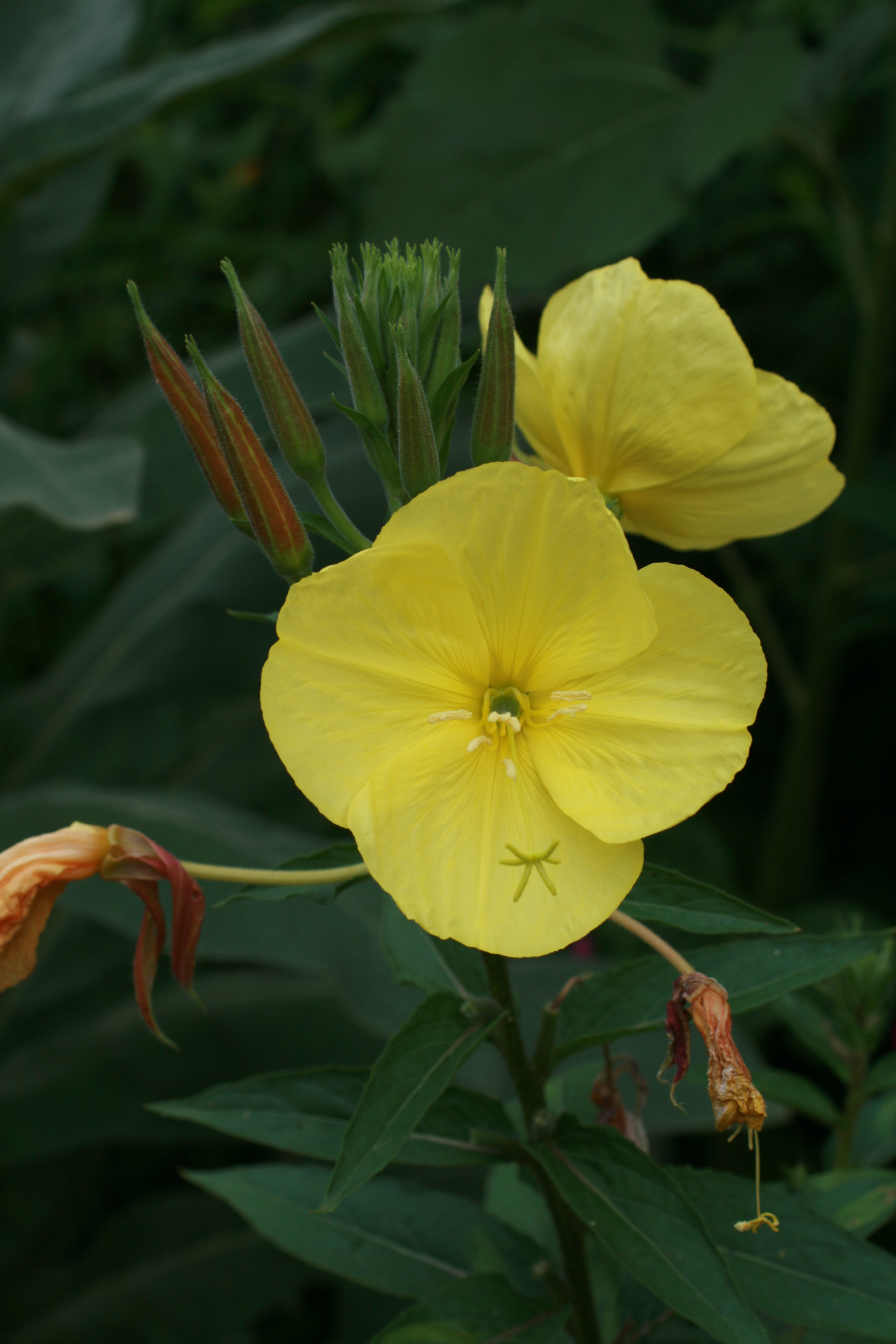 01092013105943 1770 art 1334 oenothera biennis burgfried bild 001 5