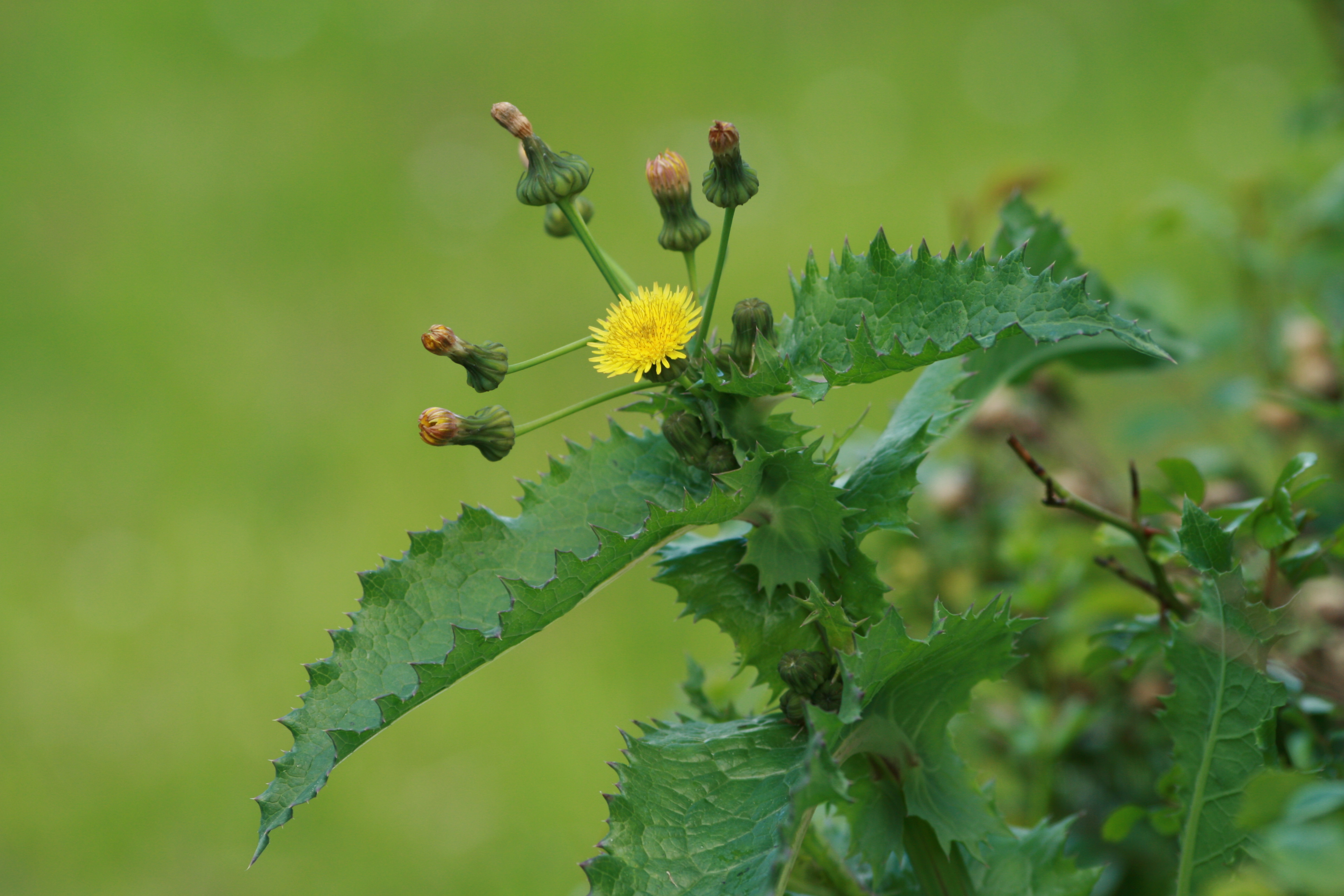 01092013110225 1771 art 1333 sonchus asper burgfried 0 144 5