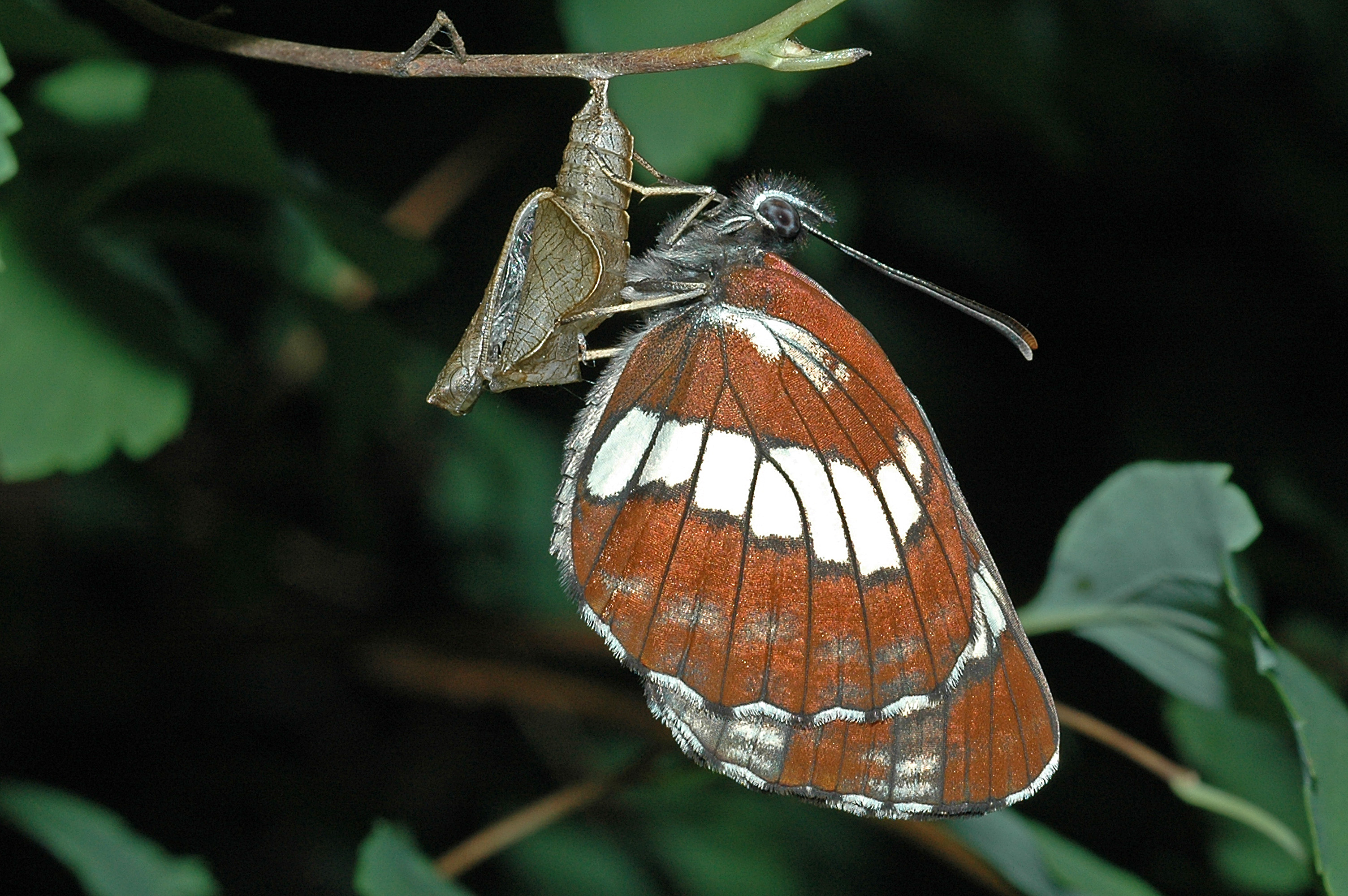 01092013110417 1772 art 1210 neptis rivularis a