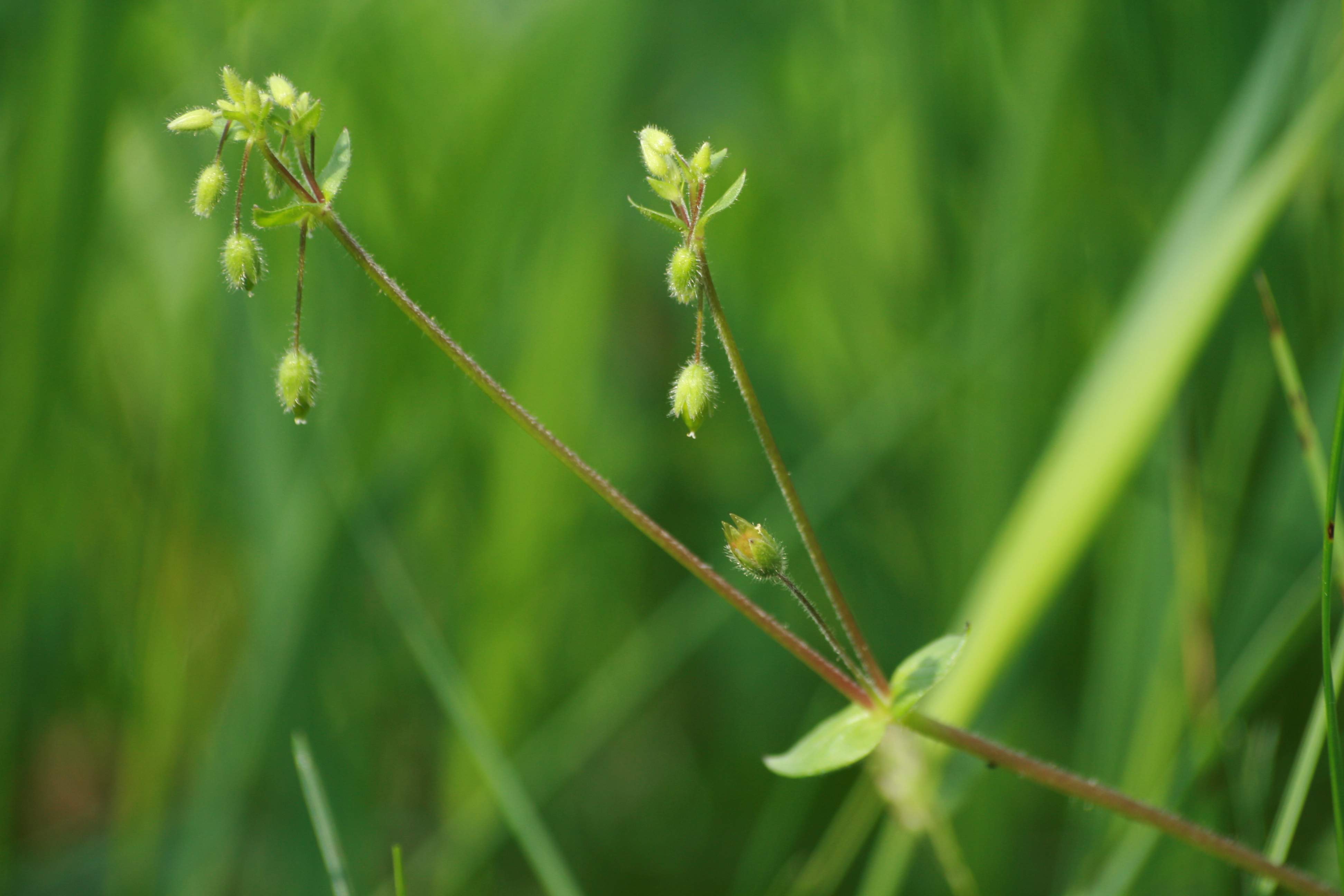01092013110651 1773 art 1331 stellaria media burgfried 0 144 30