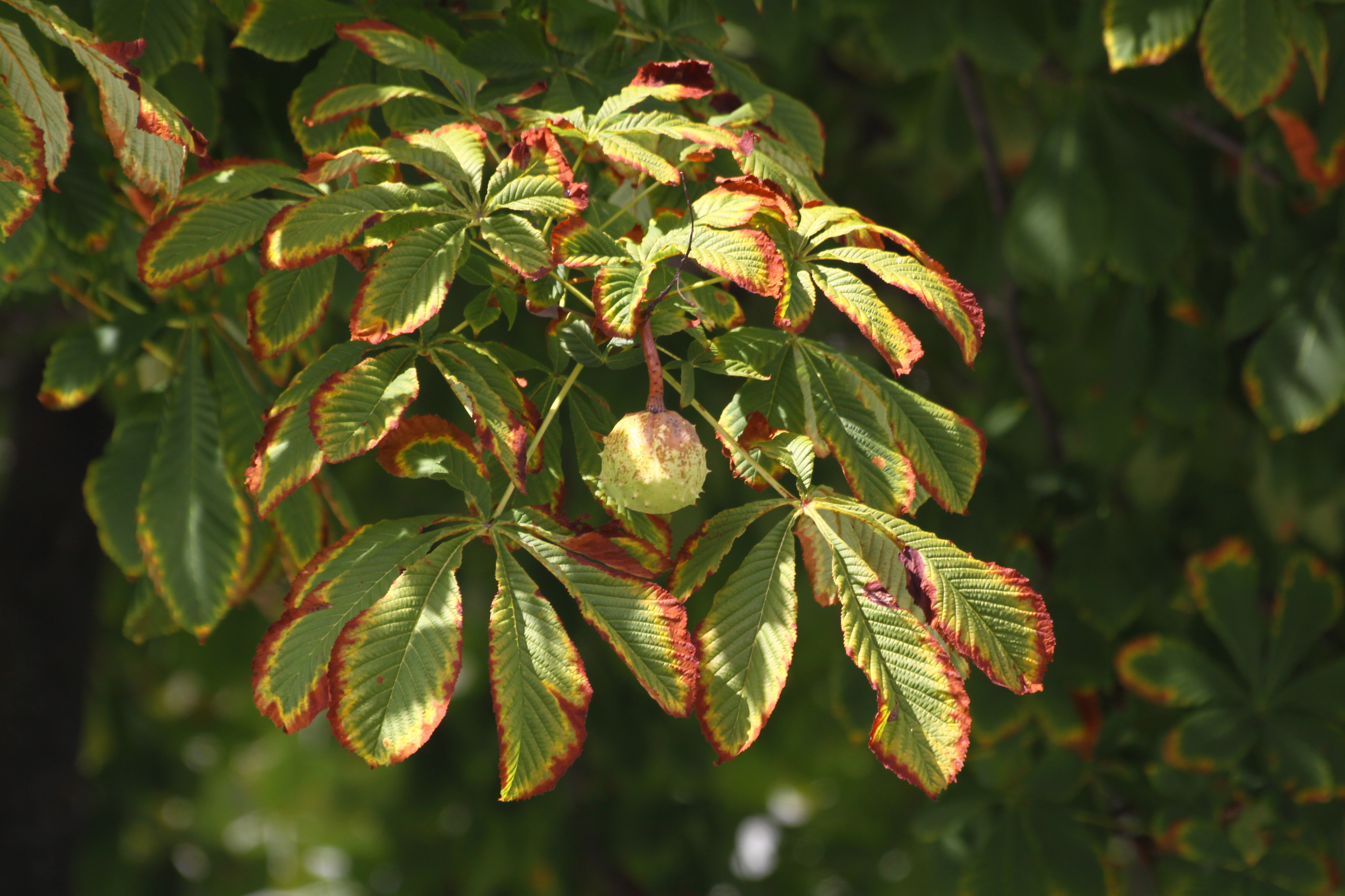 01092013111134 1774 art 1329 0 013