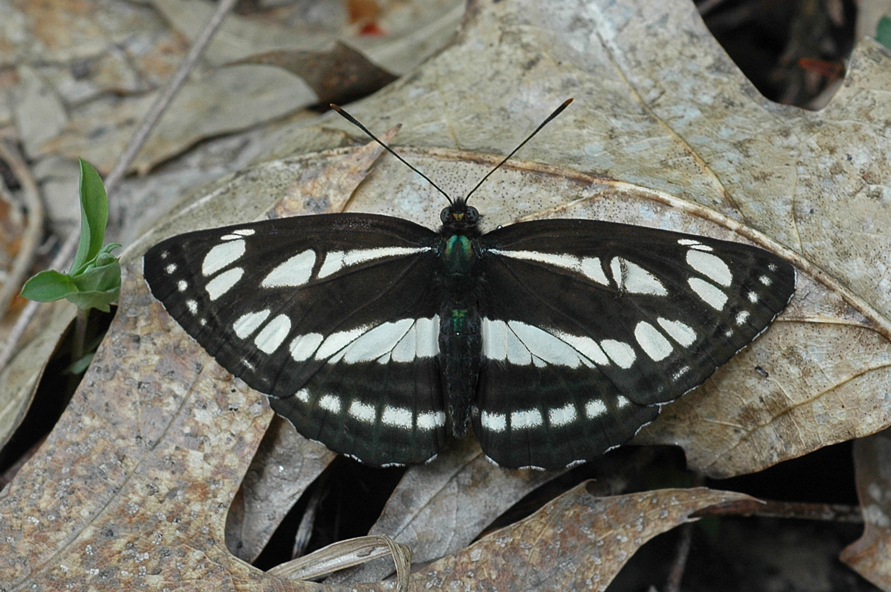 01092013112234 1776 art 939 neptis sappho b