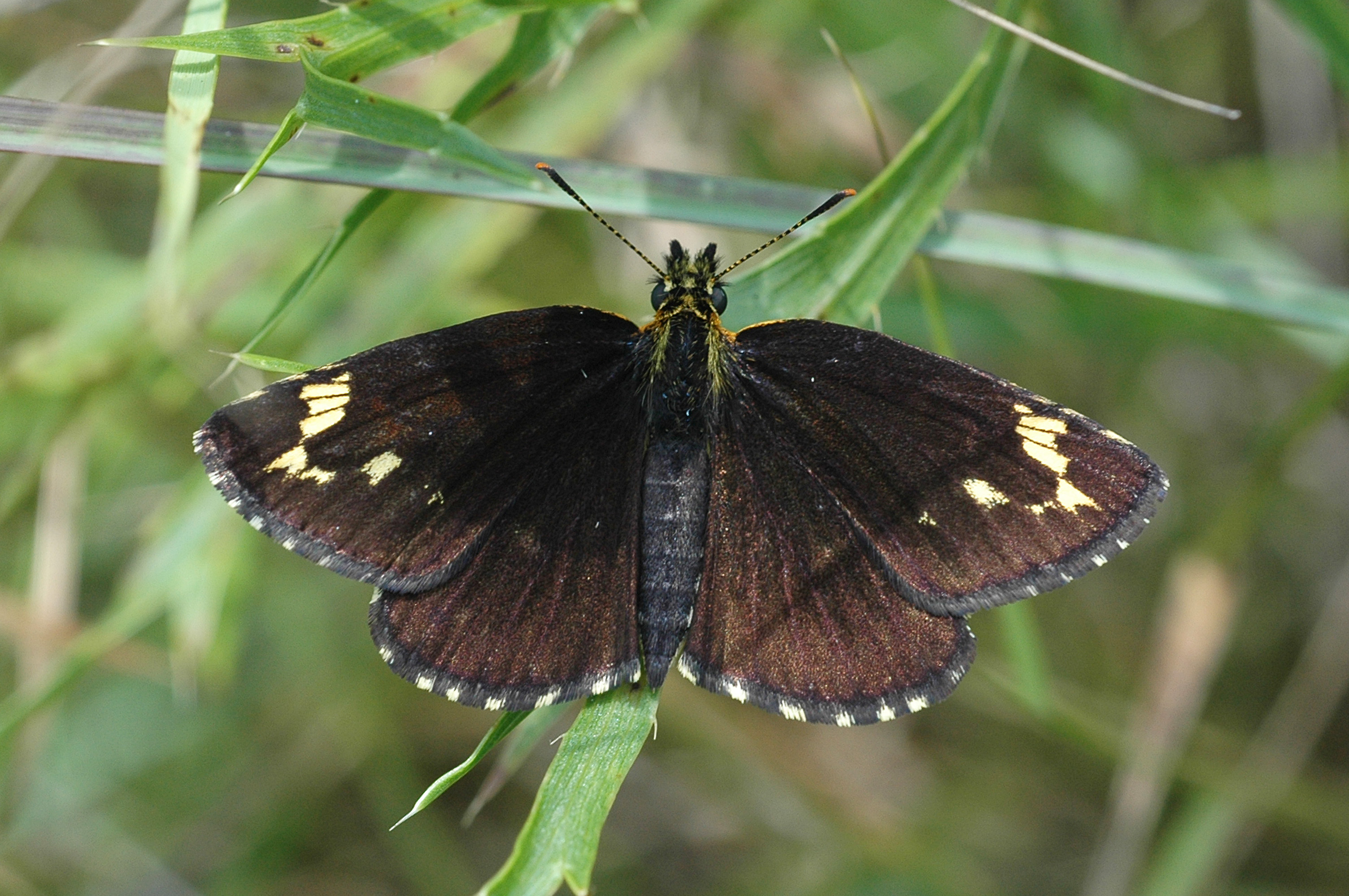 01092013120326 1777 art 830 heteropterus morpheus a