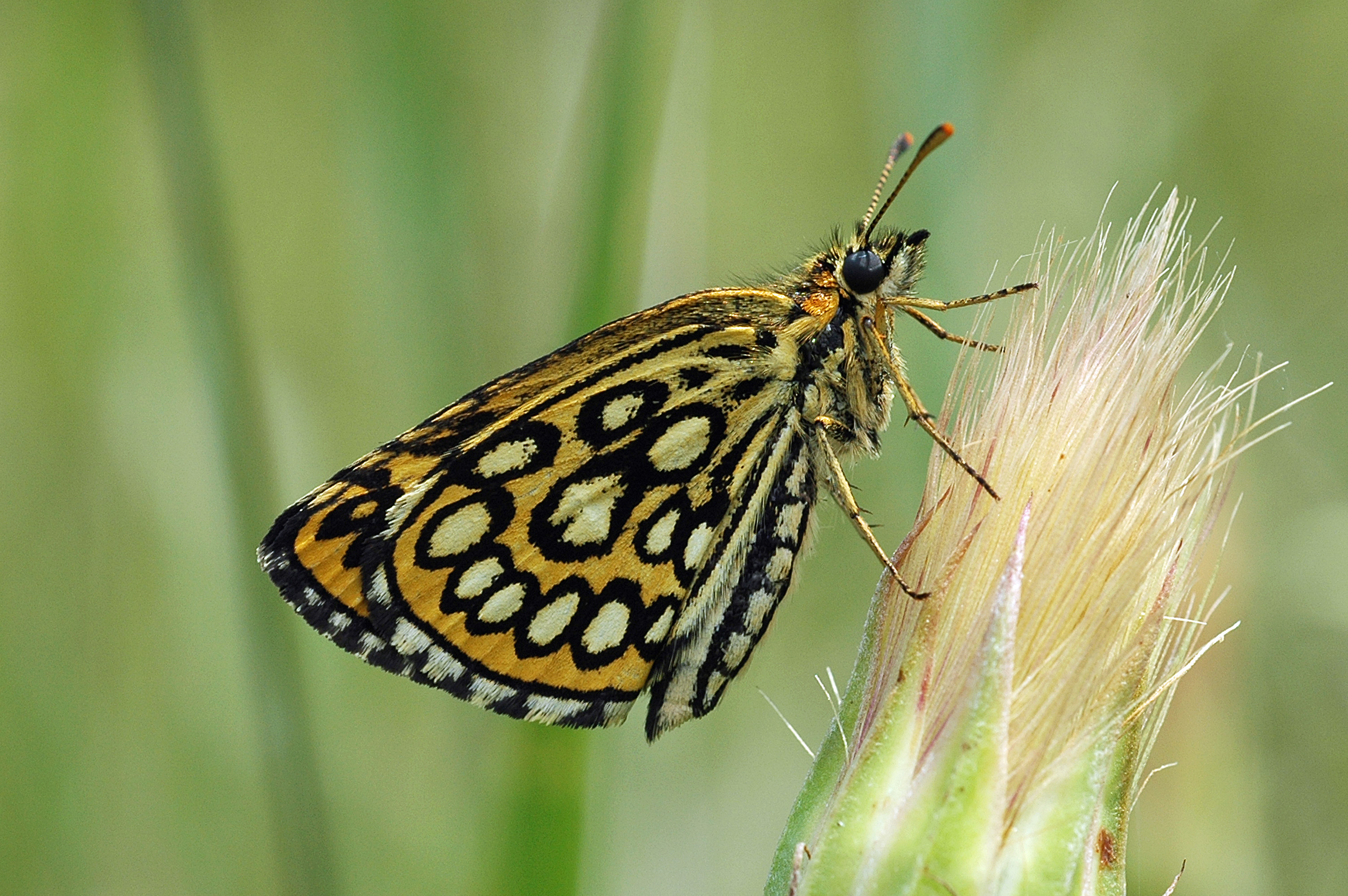 01092013120340 1778 art 830 heteropterus morpheus b