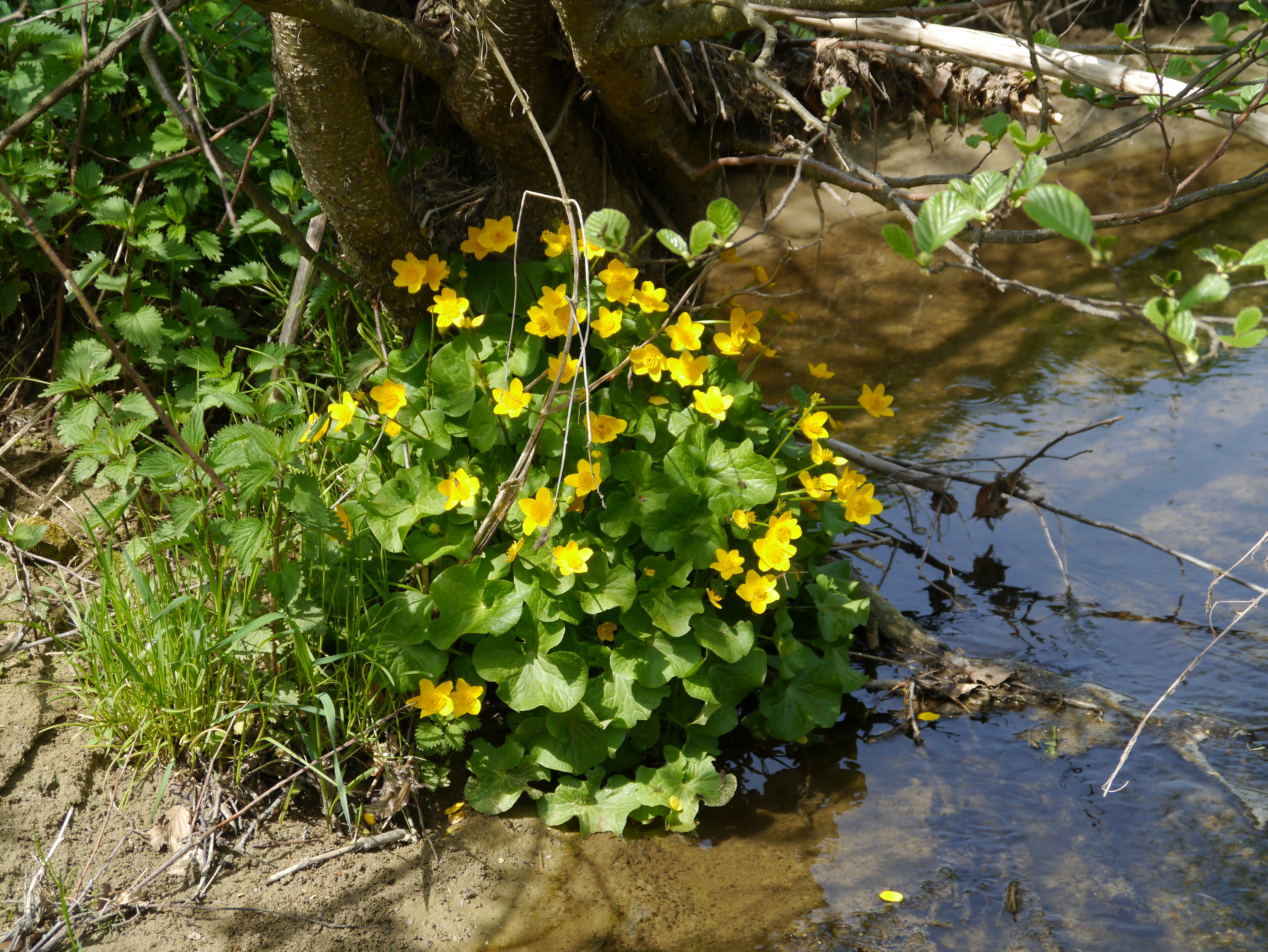 01092013133649 1782 art 67 caltha palustris5