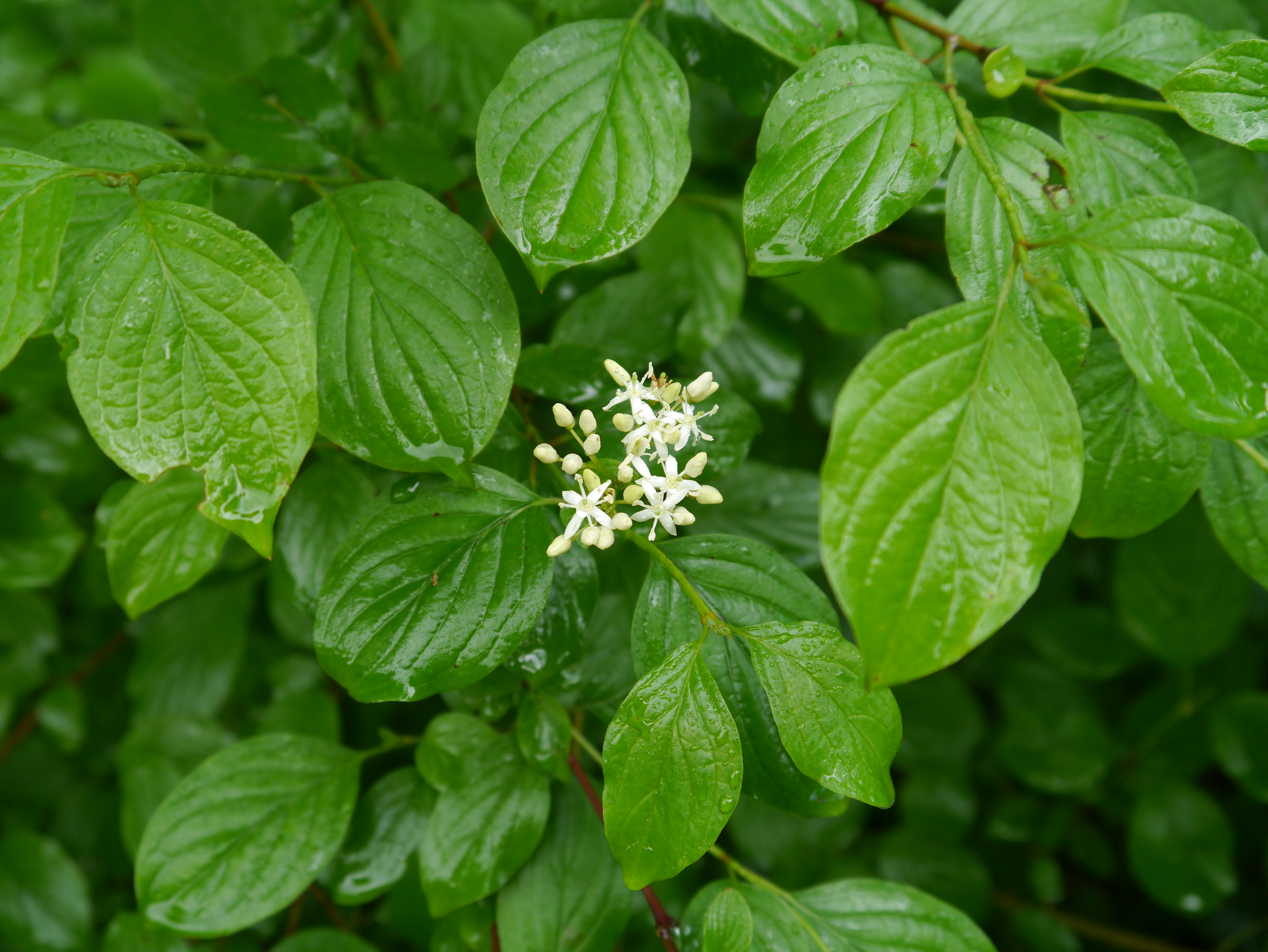 01092013134356 1783 art 260 cornus sanguinea