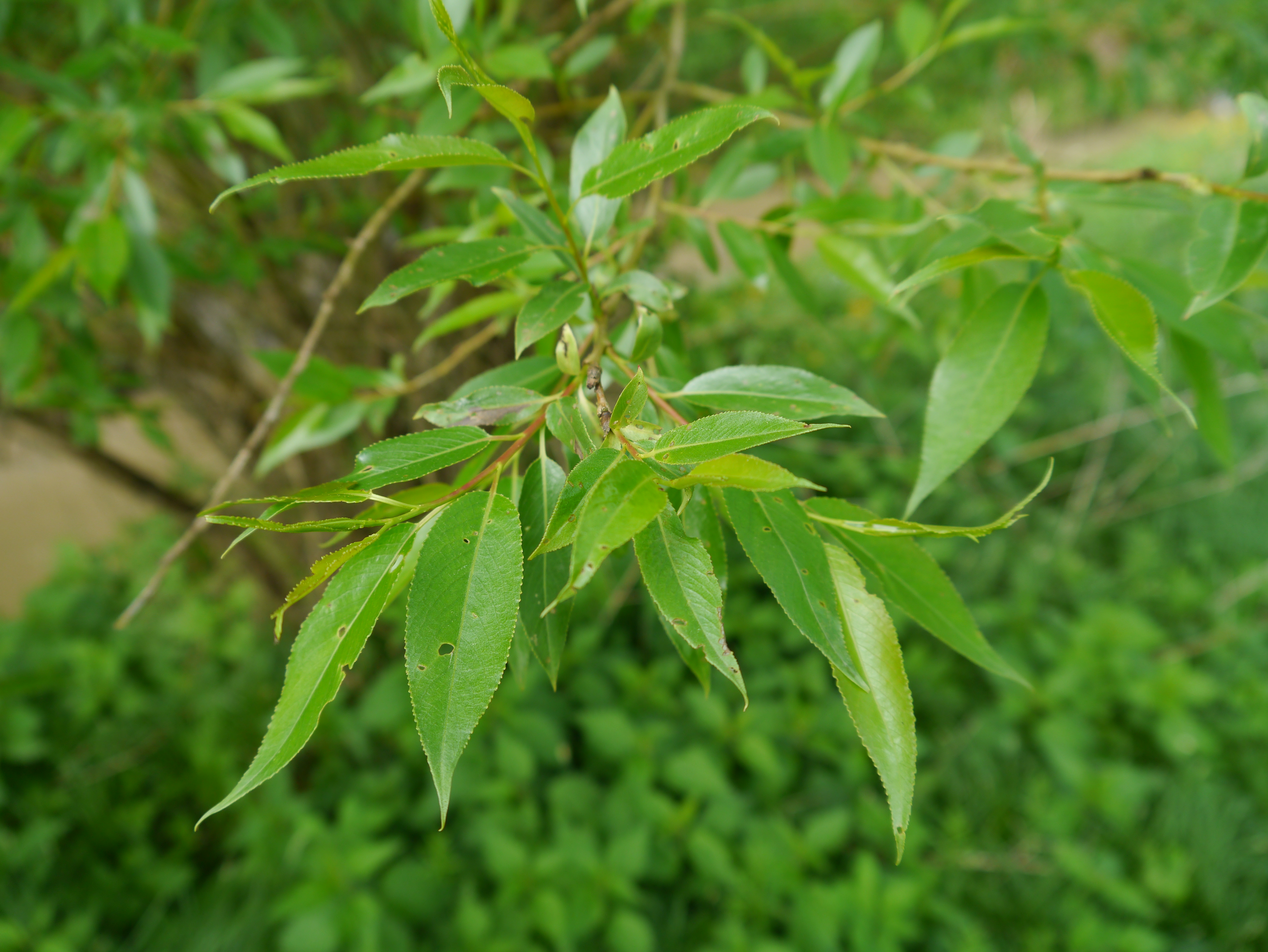 01092013135442 1784 art 1273 salix fragilis2