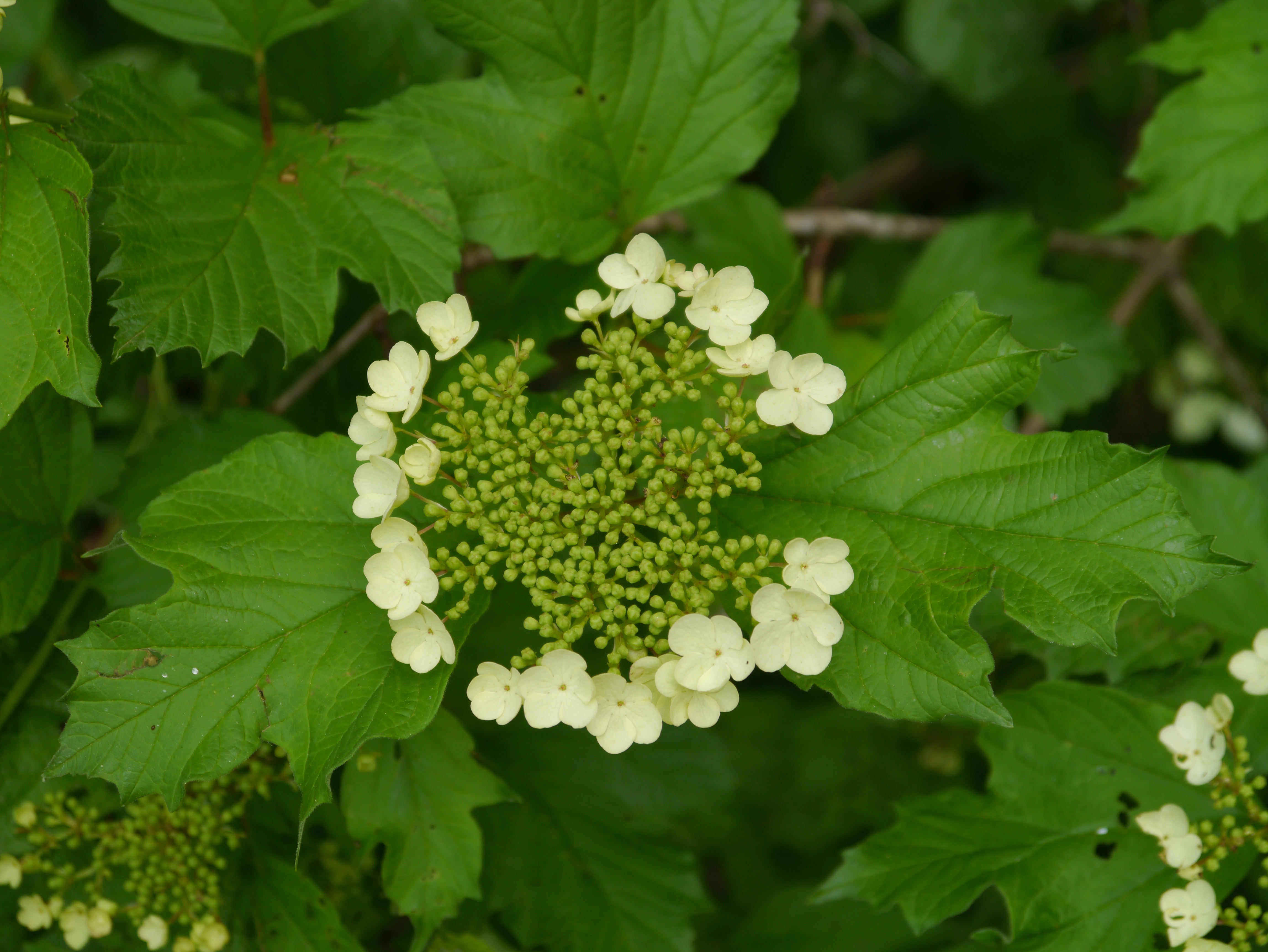 01092013140552 1785 art 277 viburnum opulus8