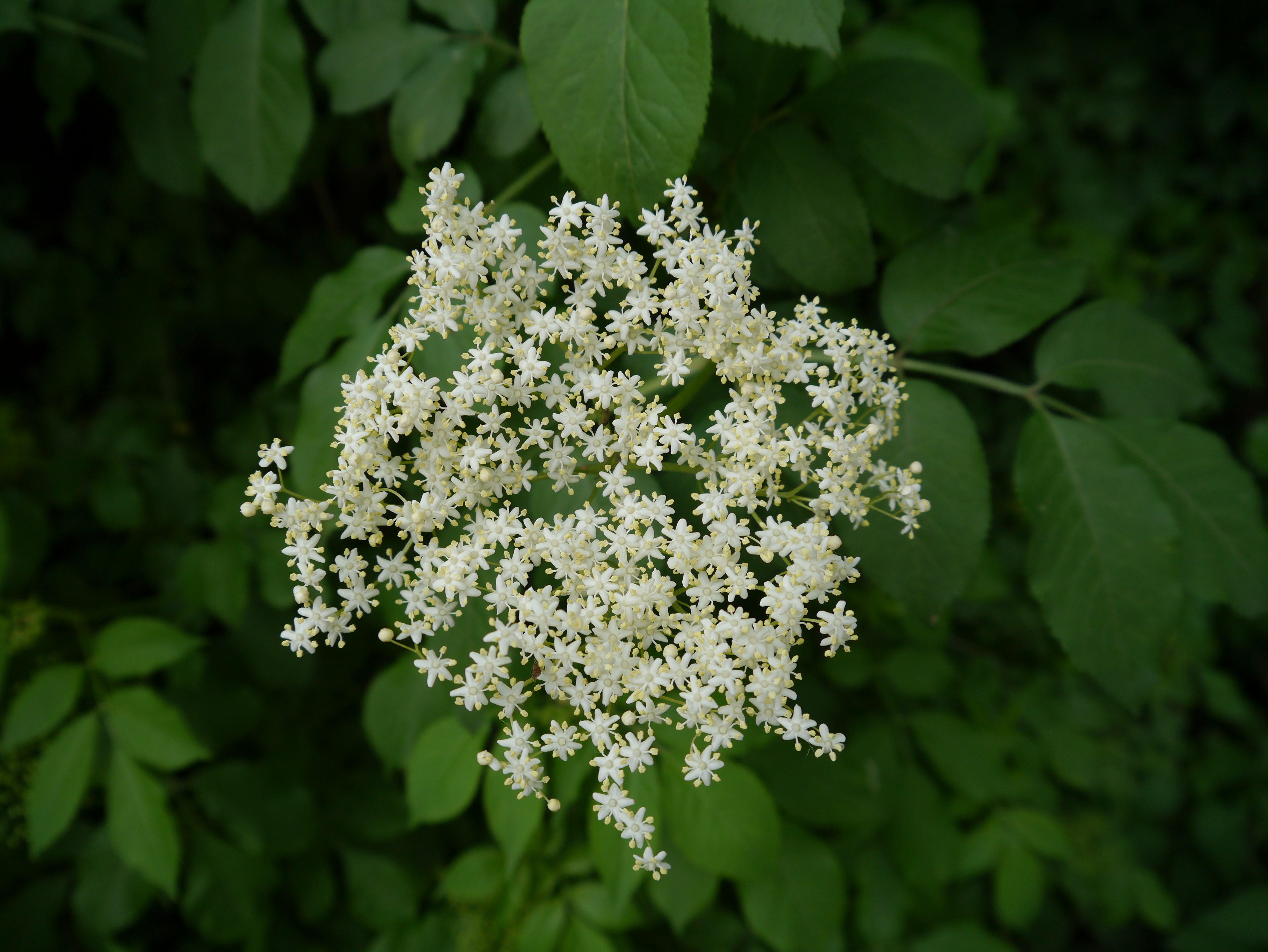 01092013140955 1786 art 278 sambucus nigra1