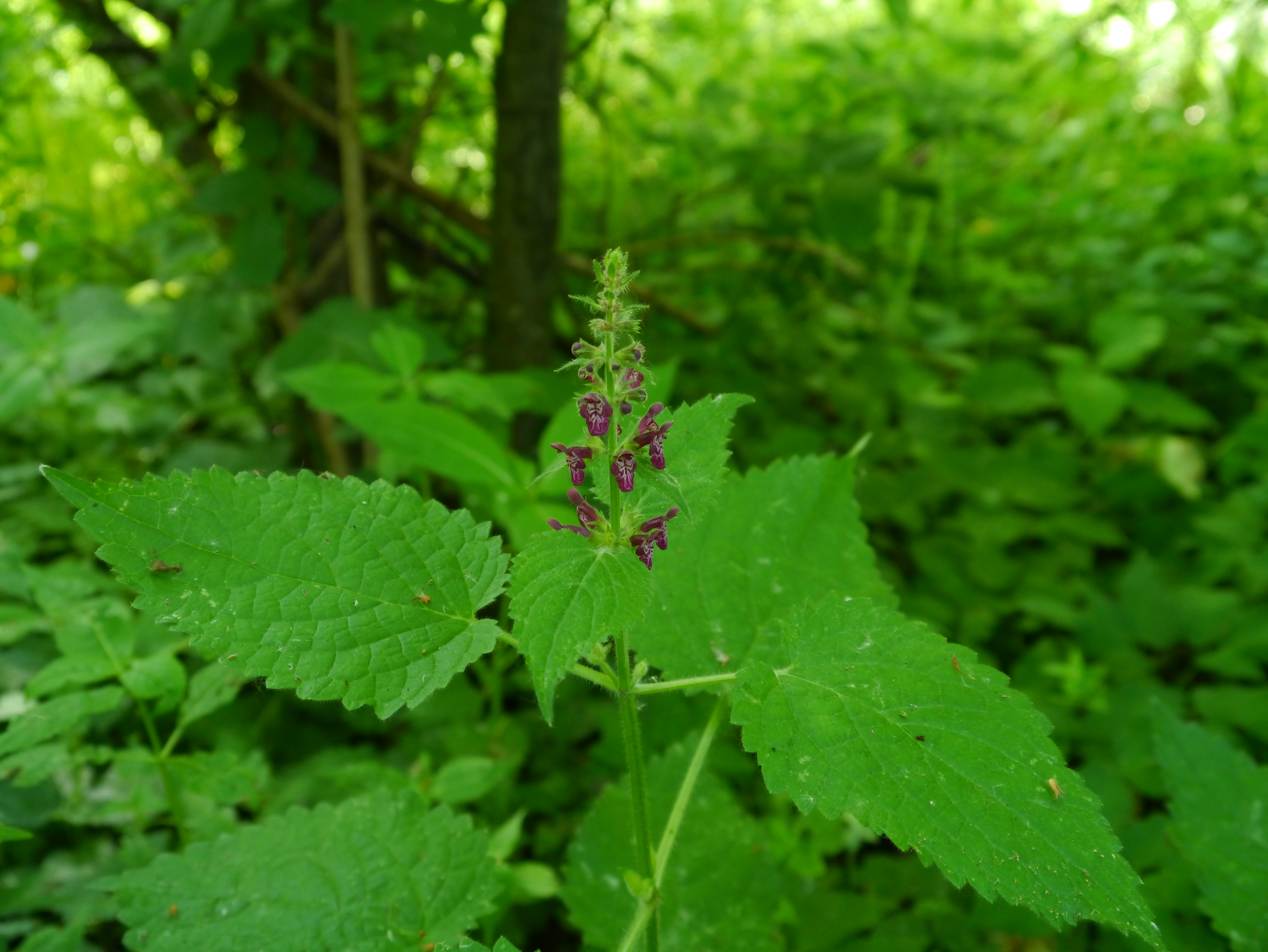 01092013142155 1787 art 319 stachys sylvatica