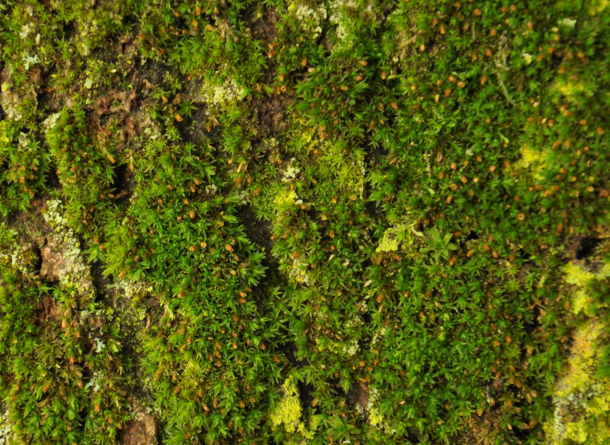 01092013143320 1789 art 1335 orthotrichumkl dsc 0729