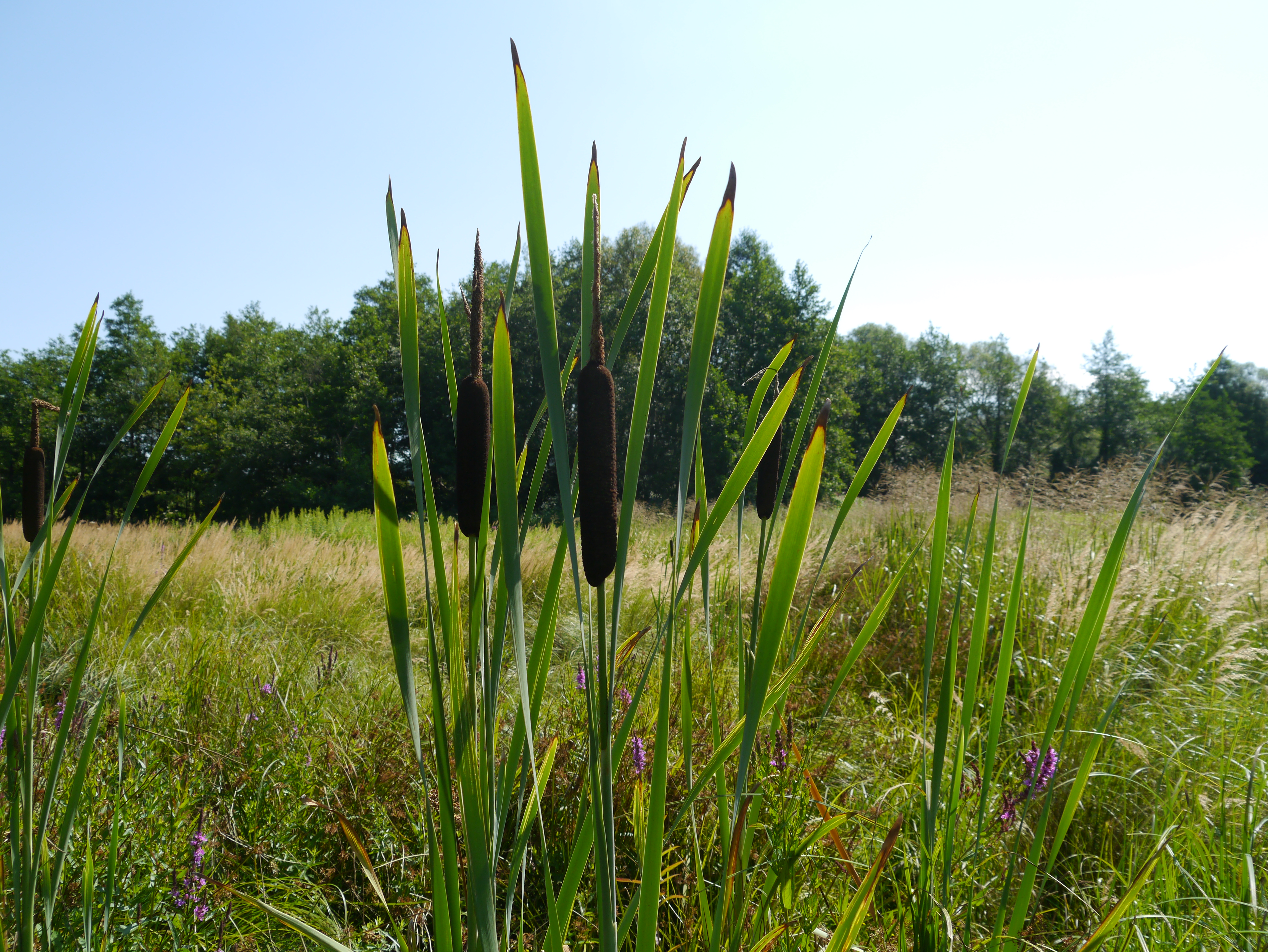 01092013144001 1790 art 358 typha latifolia