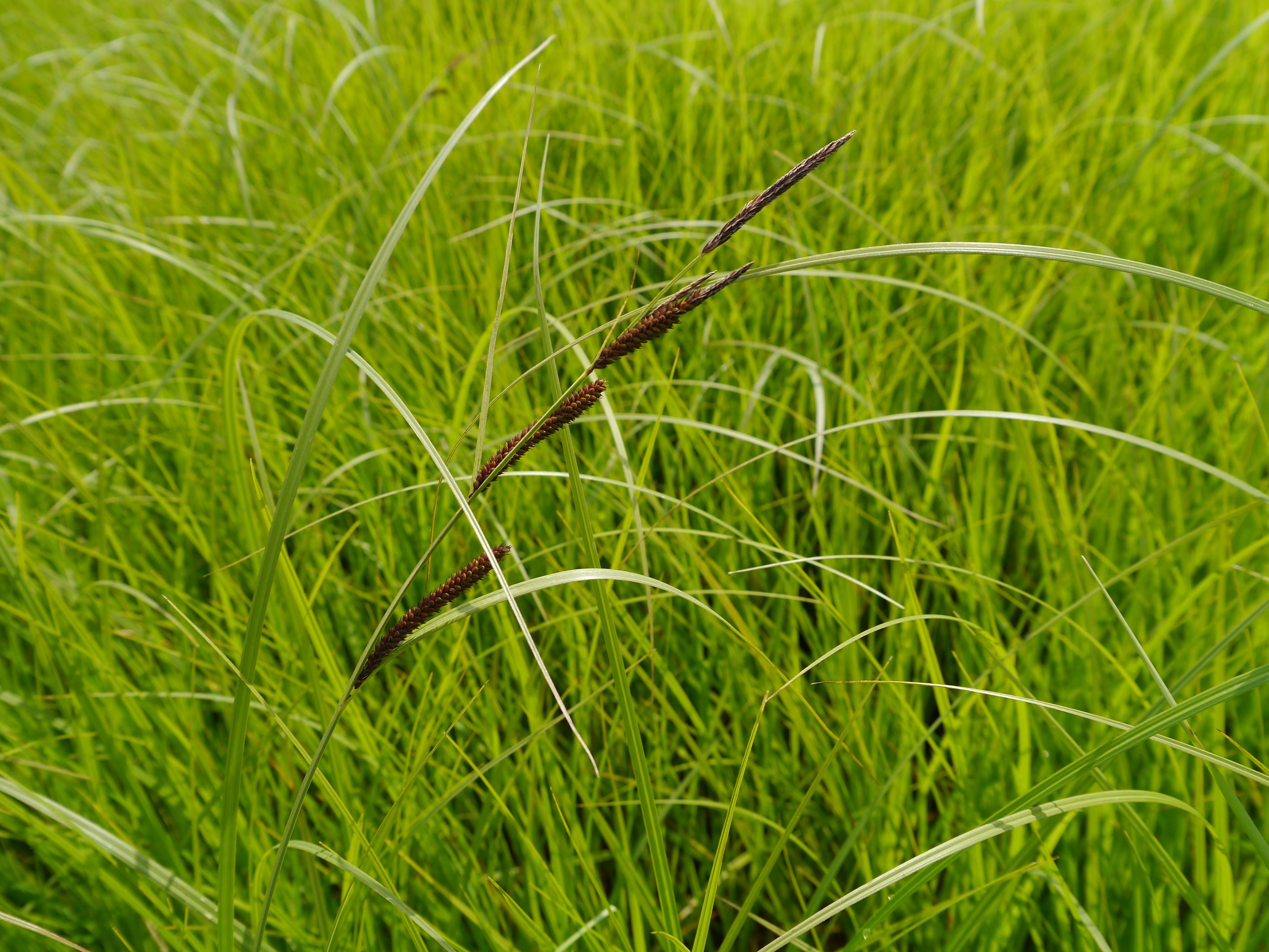 01092013144621 1793 art 362 carex acuta1