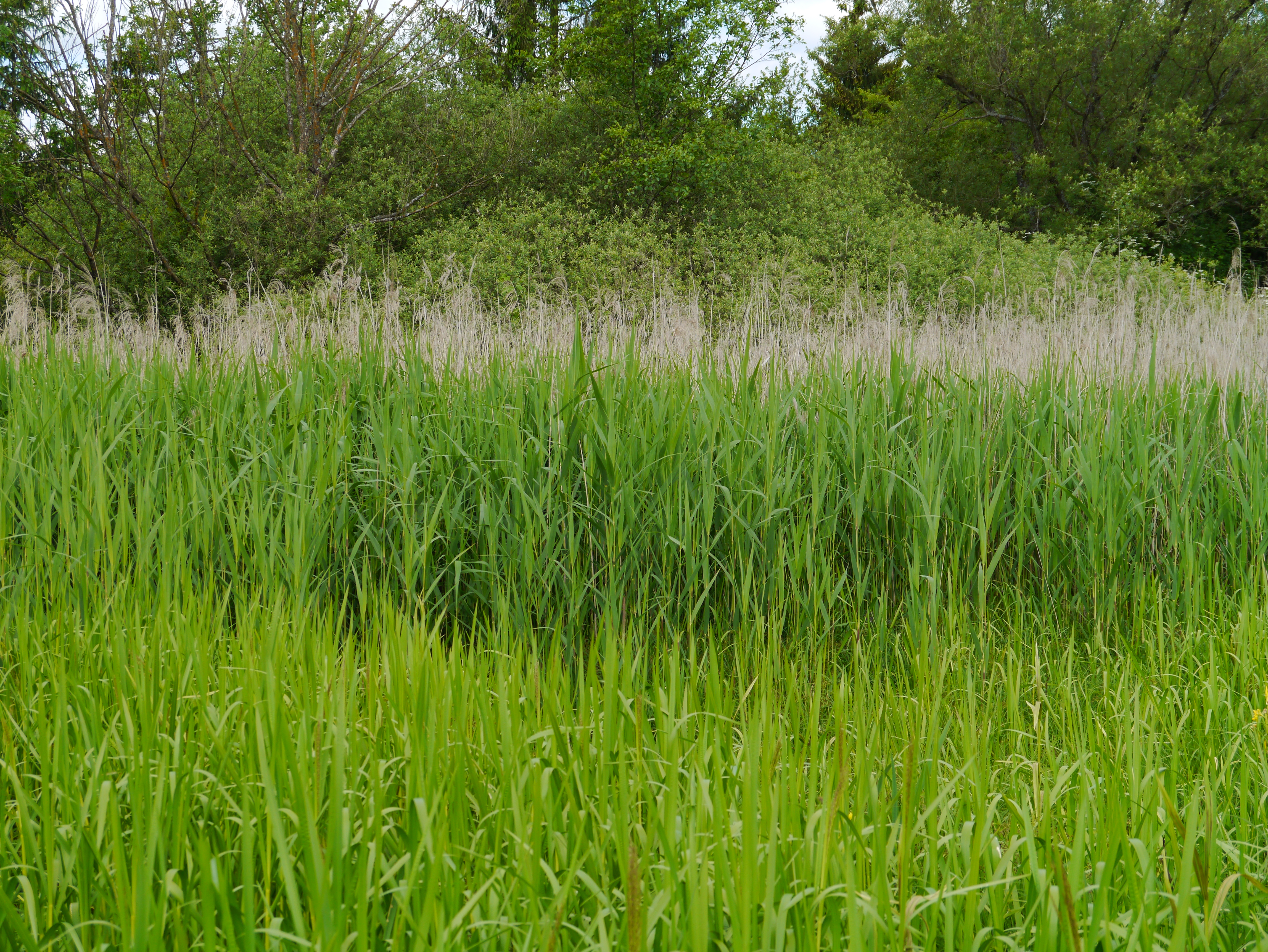 01092013144856 1794 art 351 phragmites australis1