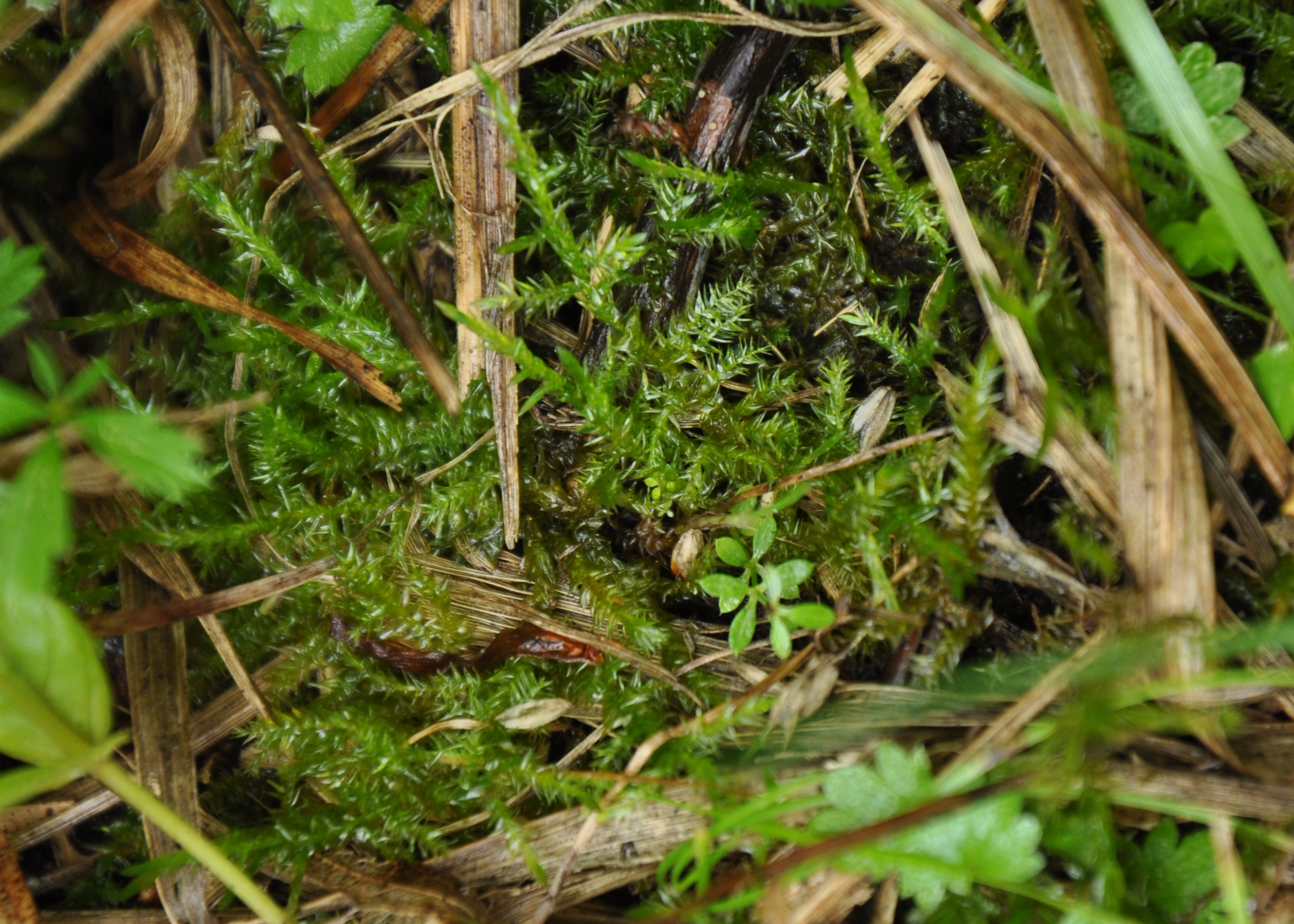 01092013150154 1796 art 1337 calliergonella dsc 0663