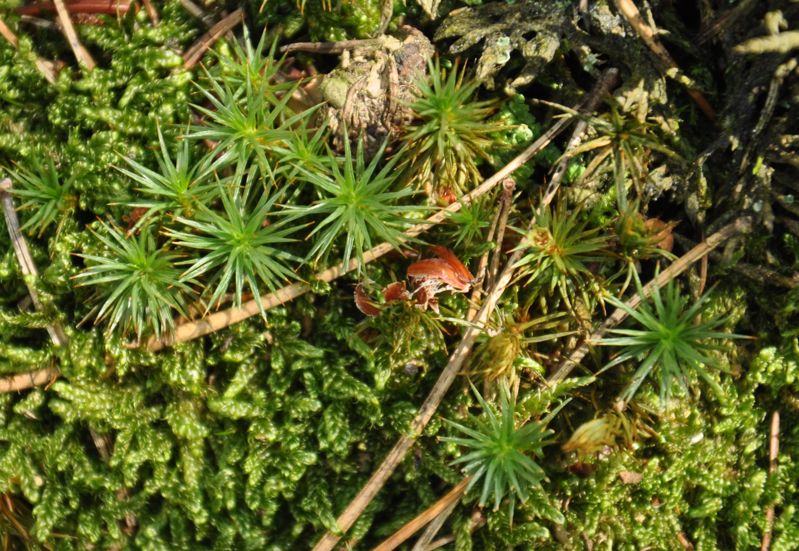 01092013151404 1798 art 1338 polytrichumjuniperinum dsc 0667