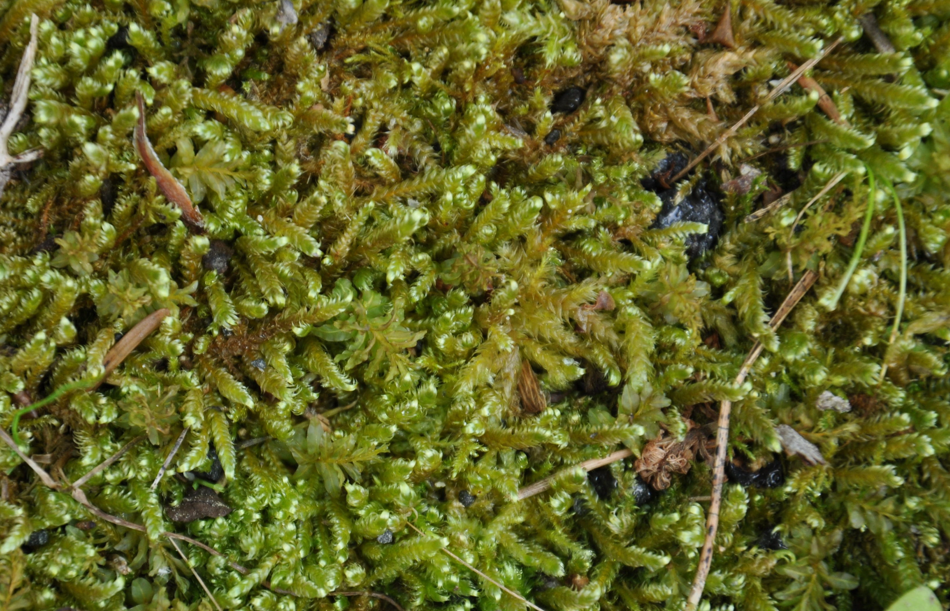 01092013152617 1799 art 1339 hypnumlindbergii dsc 0643