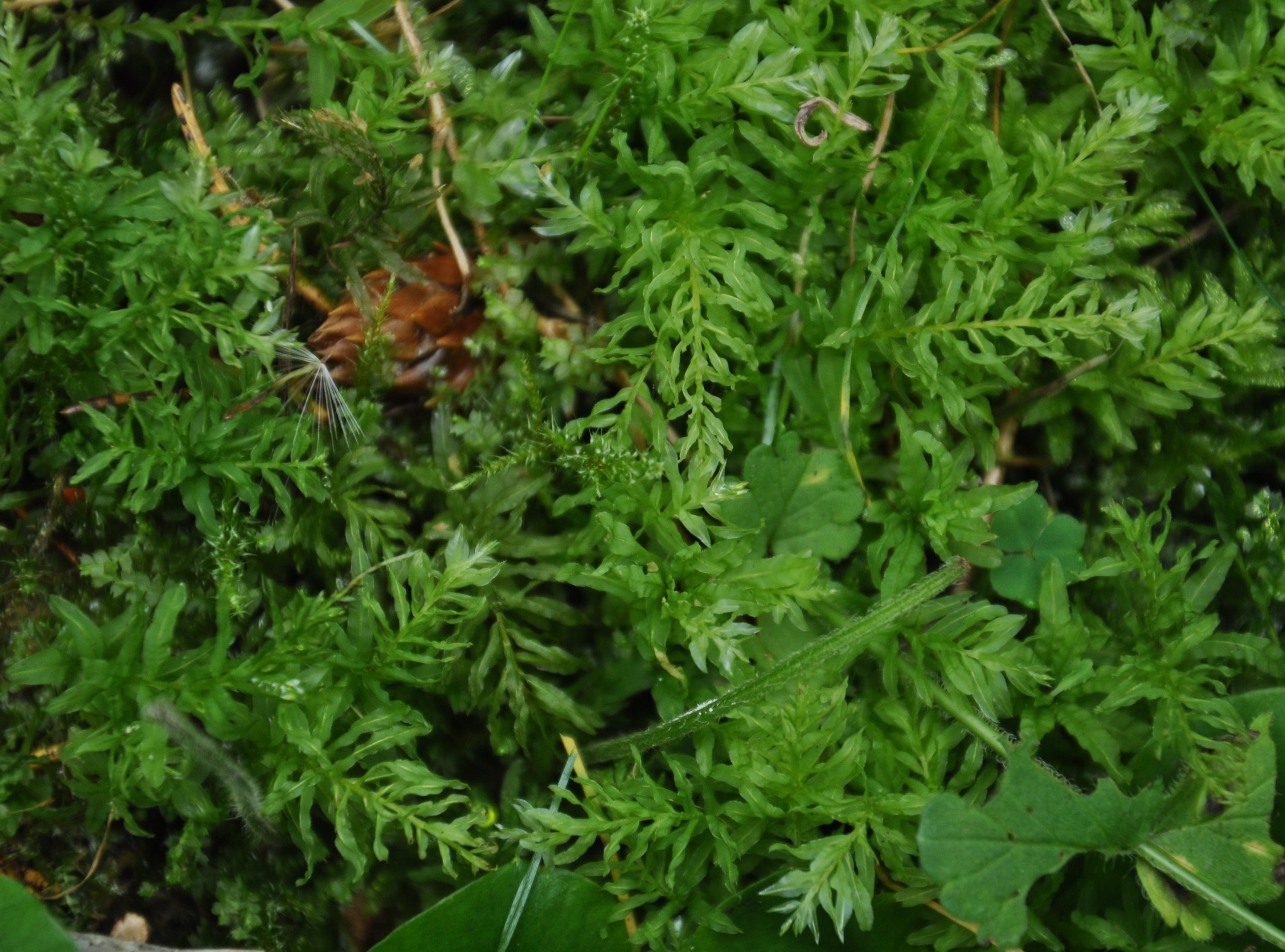 01092013153408 1800 art 1341 plagiomniumundulatum dsc 0631