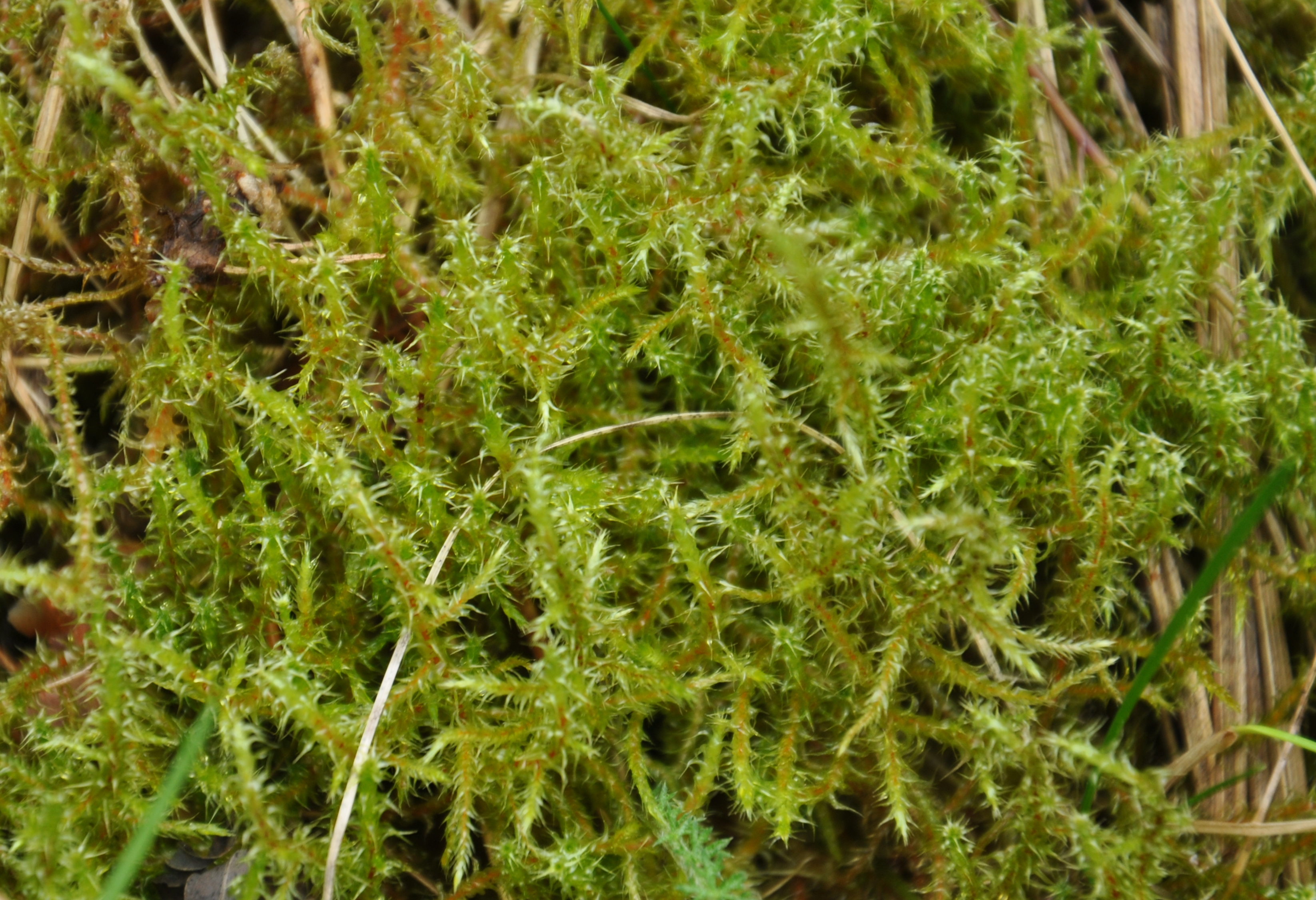 01092013154655 1801 art 1342 rhytidiadelphussquarrosus dsc 0602