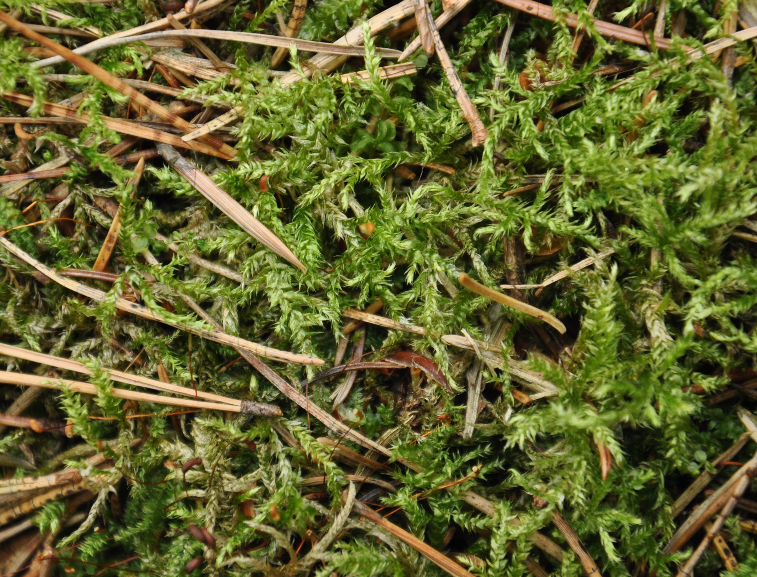 01092013155925 1802 art 1344 brachytheciumoedipodium