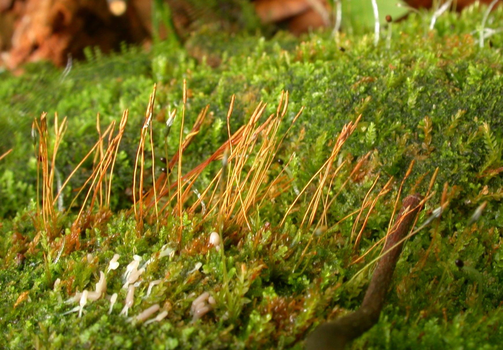 01092013160559 1803 art 1345 tetraphispellucida h30 dscn6296