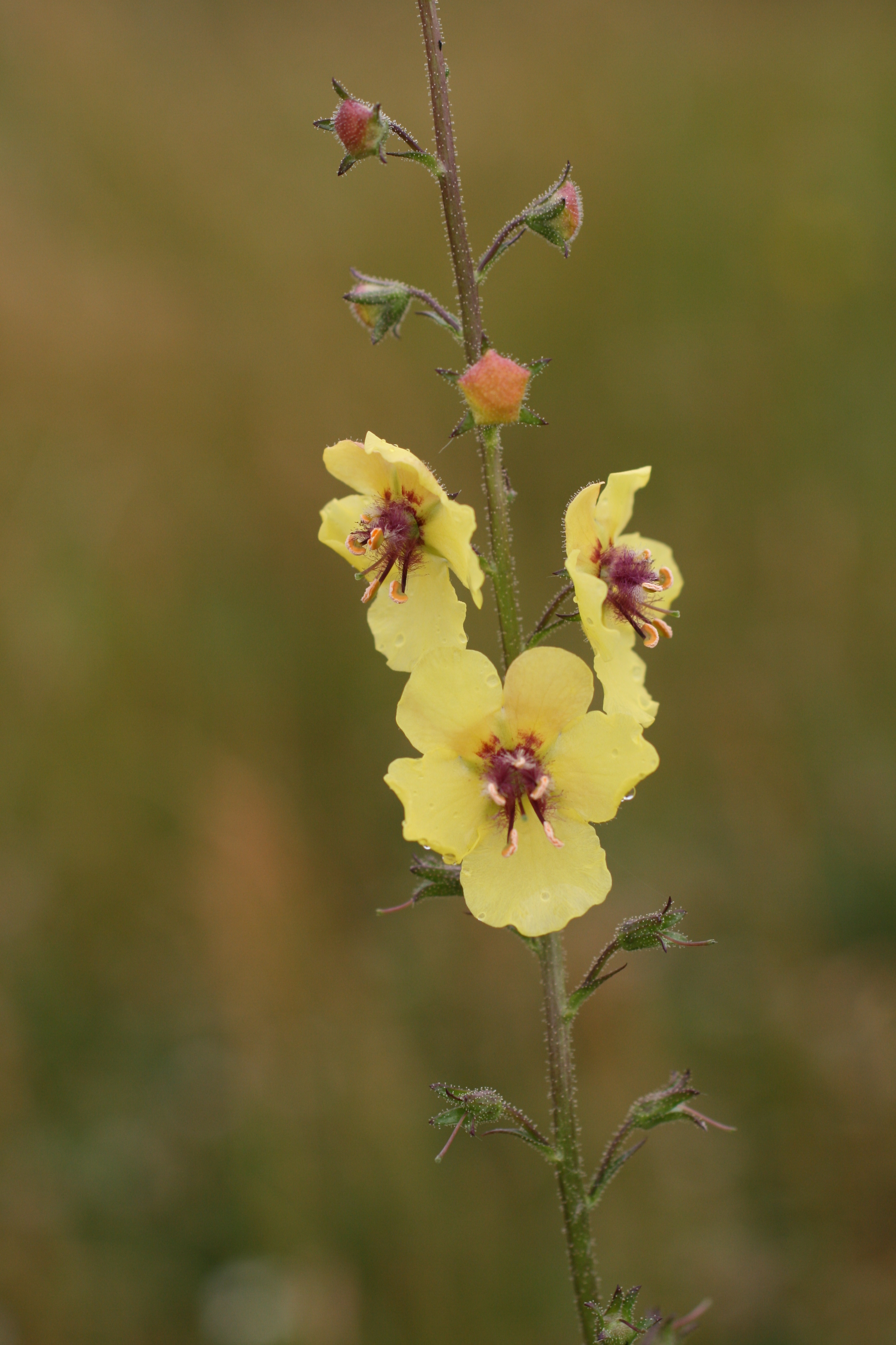 01092013163820 1804 art 1346 verbascum blattaria loretto bgld frauenwiesen 67 2