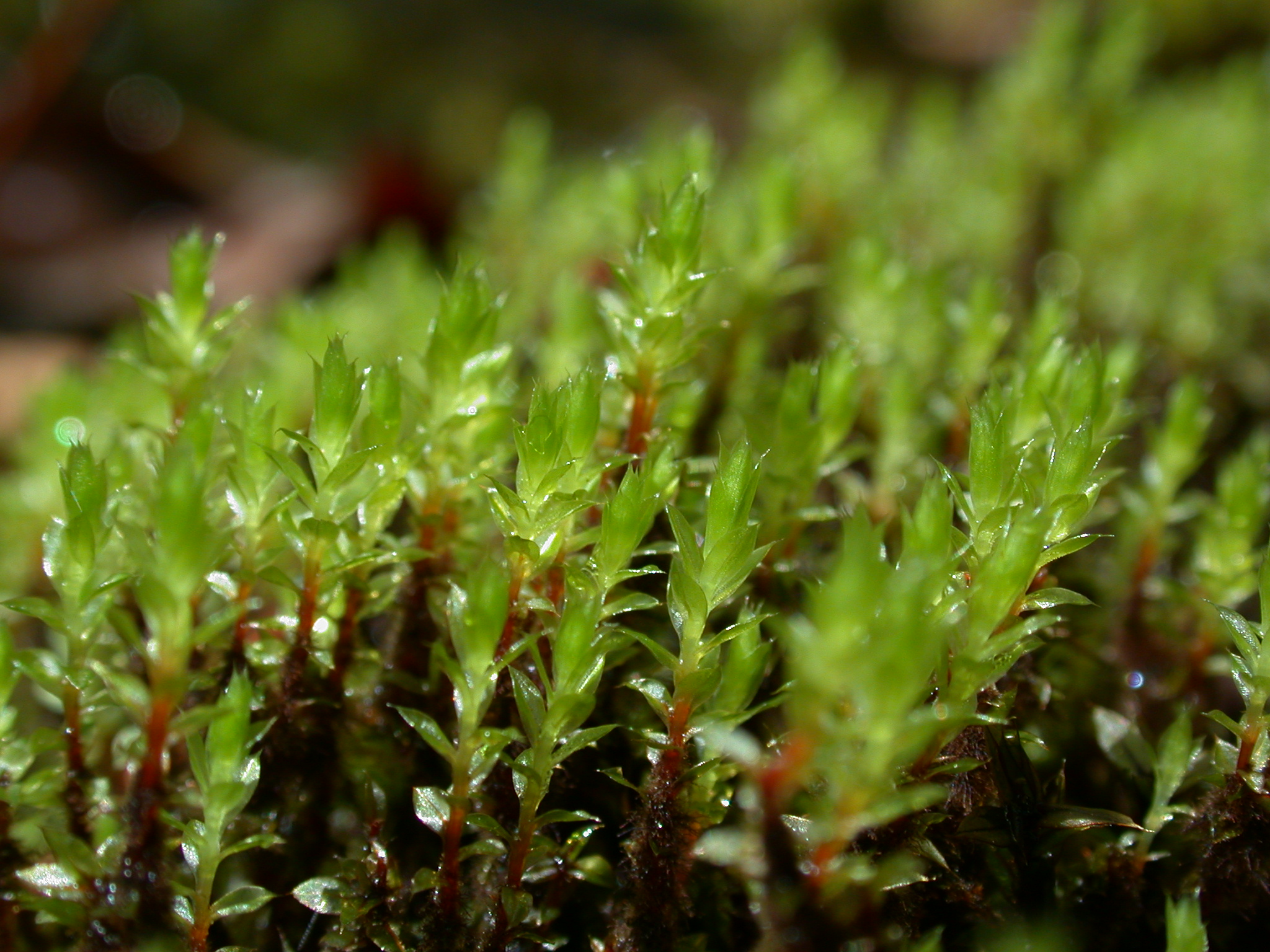 01092013164213 1805 art 1347 bryum pseudotriquestrum weiba weisenbach 2006september14 d