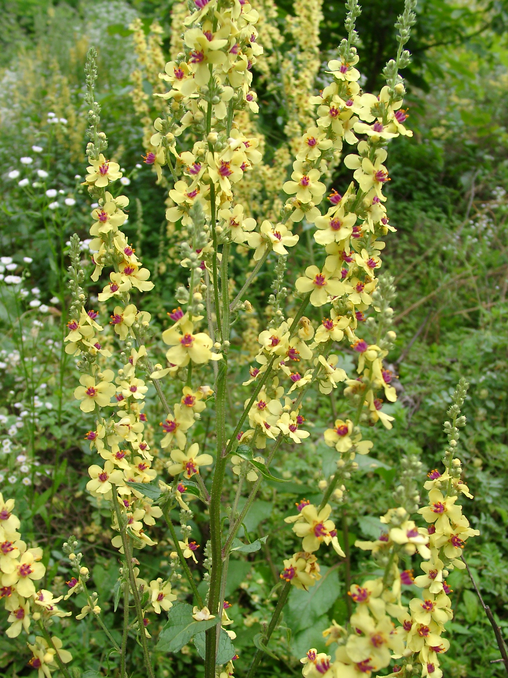 01092013164705 1806 art 1343 verbascum chaixii ssp austriacum 07240015