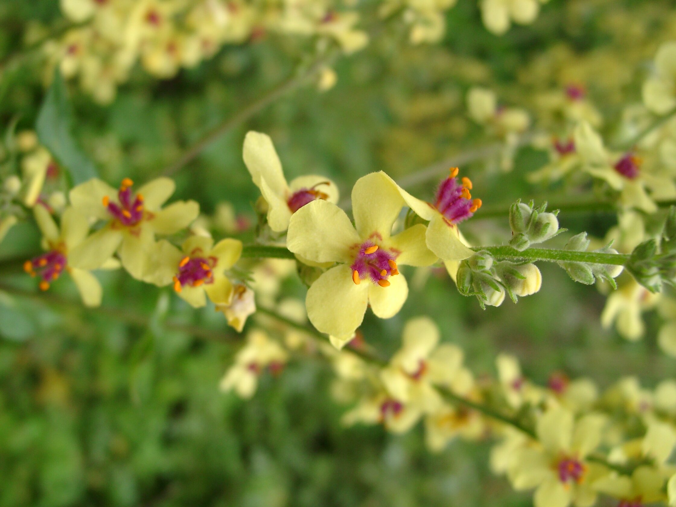 01092013164732 1807 art 1343 verbascum chaixii ssp austriacum 07240014