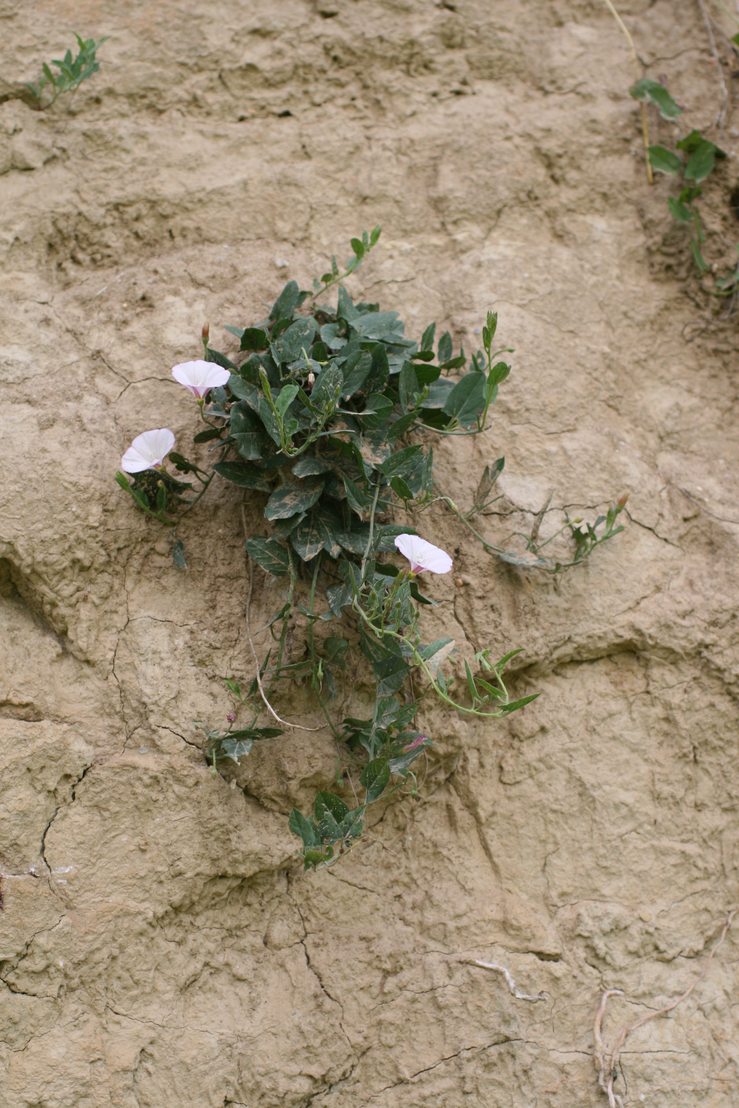 01092013165954 1808 art 1340 convolvulus arvensis marzer kogel bgld 57 109