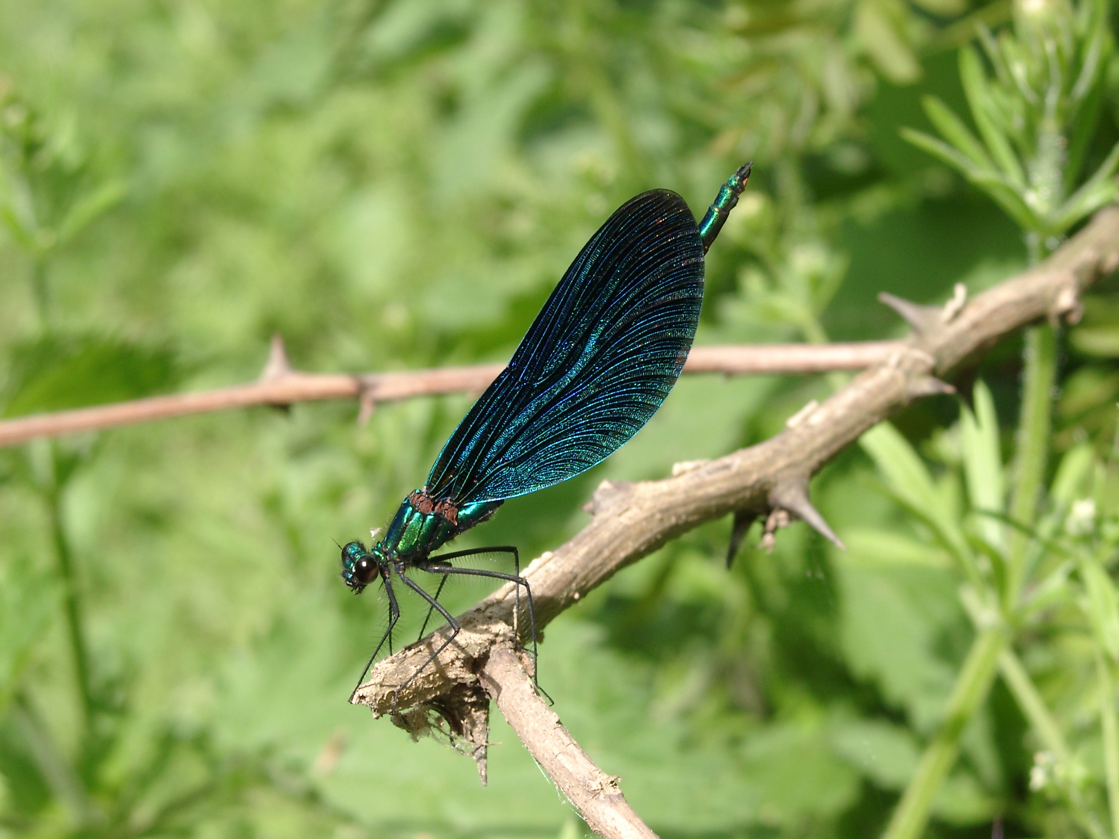 01092013175216 1809 art 1349 calopteryx virgo blauflugel prachtlibelle dirnbach 05190002 5