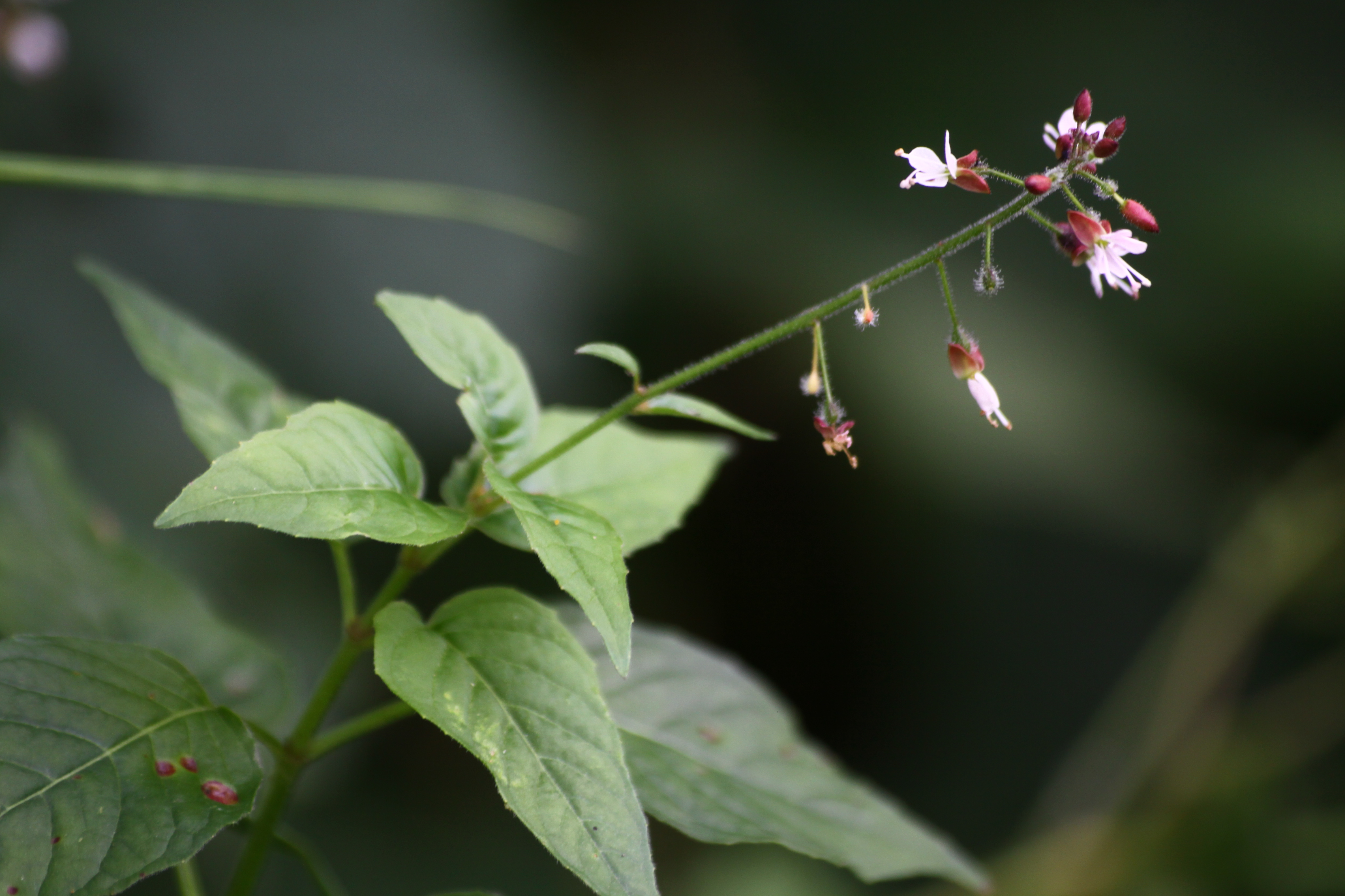 01092013175918 1810 art 1328 0 267