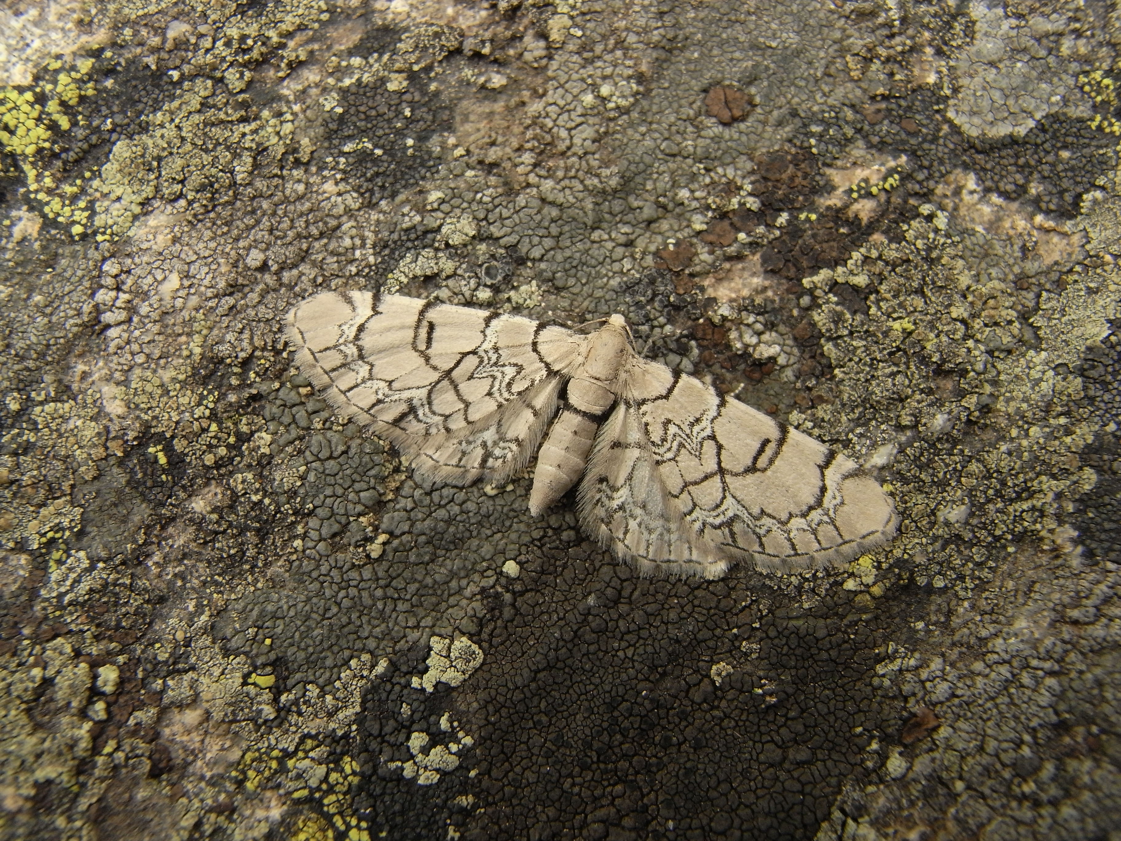 01092013180233 1811 art 1348 27282 tschuggen 1307