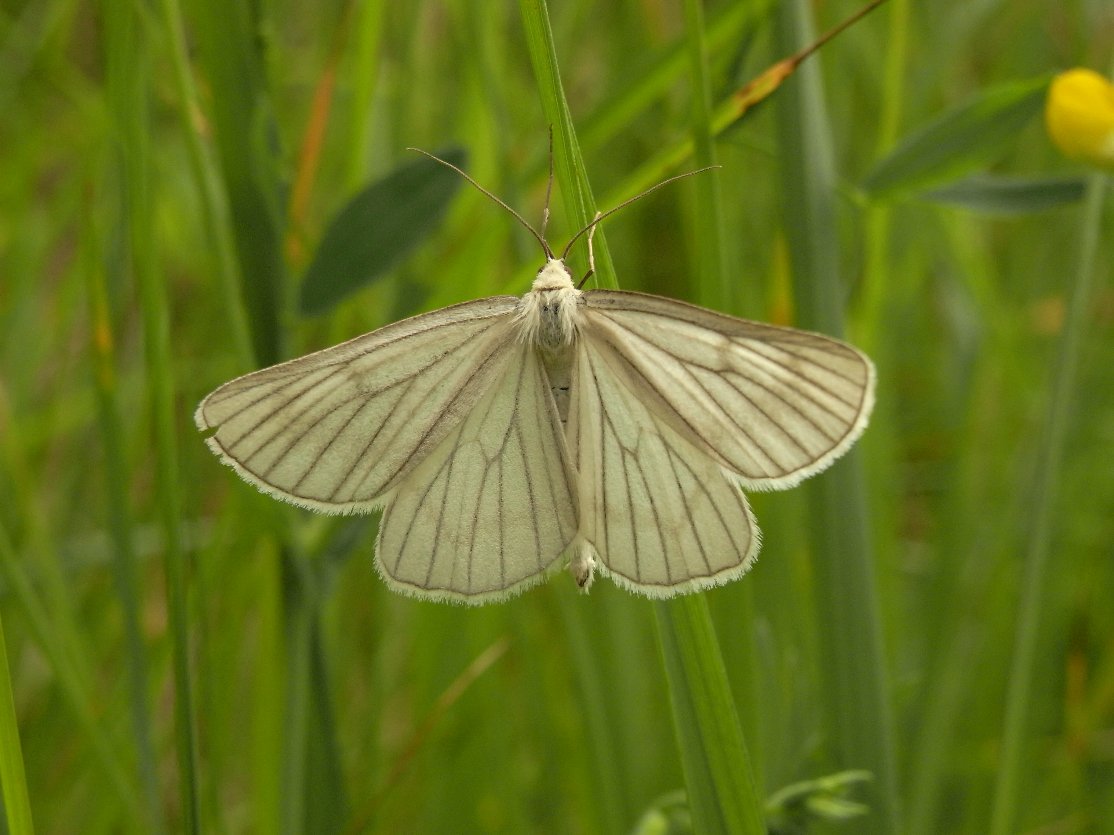 01092013183041 1812 art 1350 27206 matsch 1306