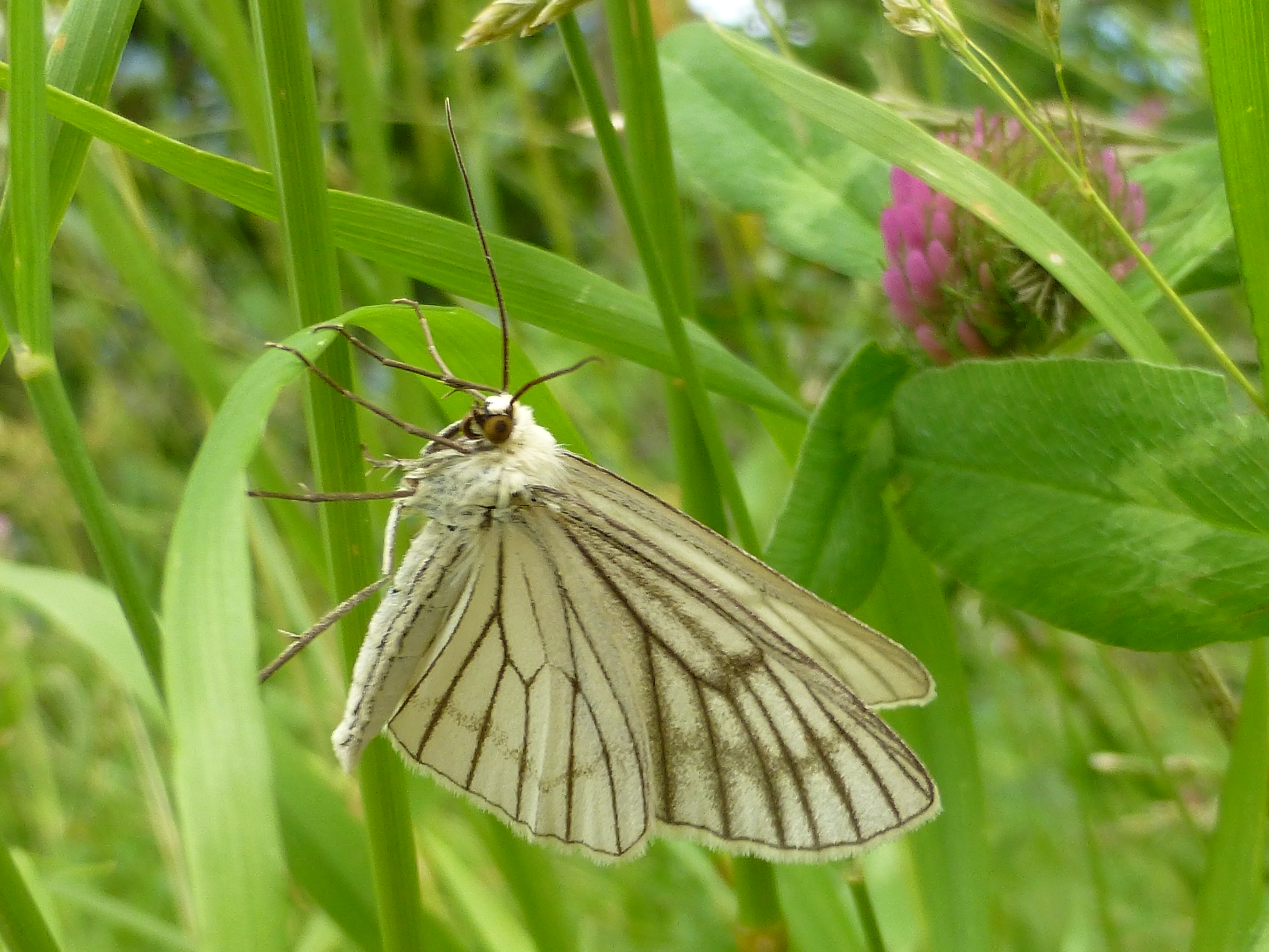 01092013183312 1813 art 1350 27207 matsch 1306