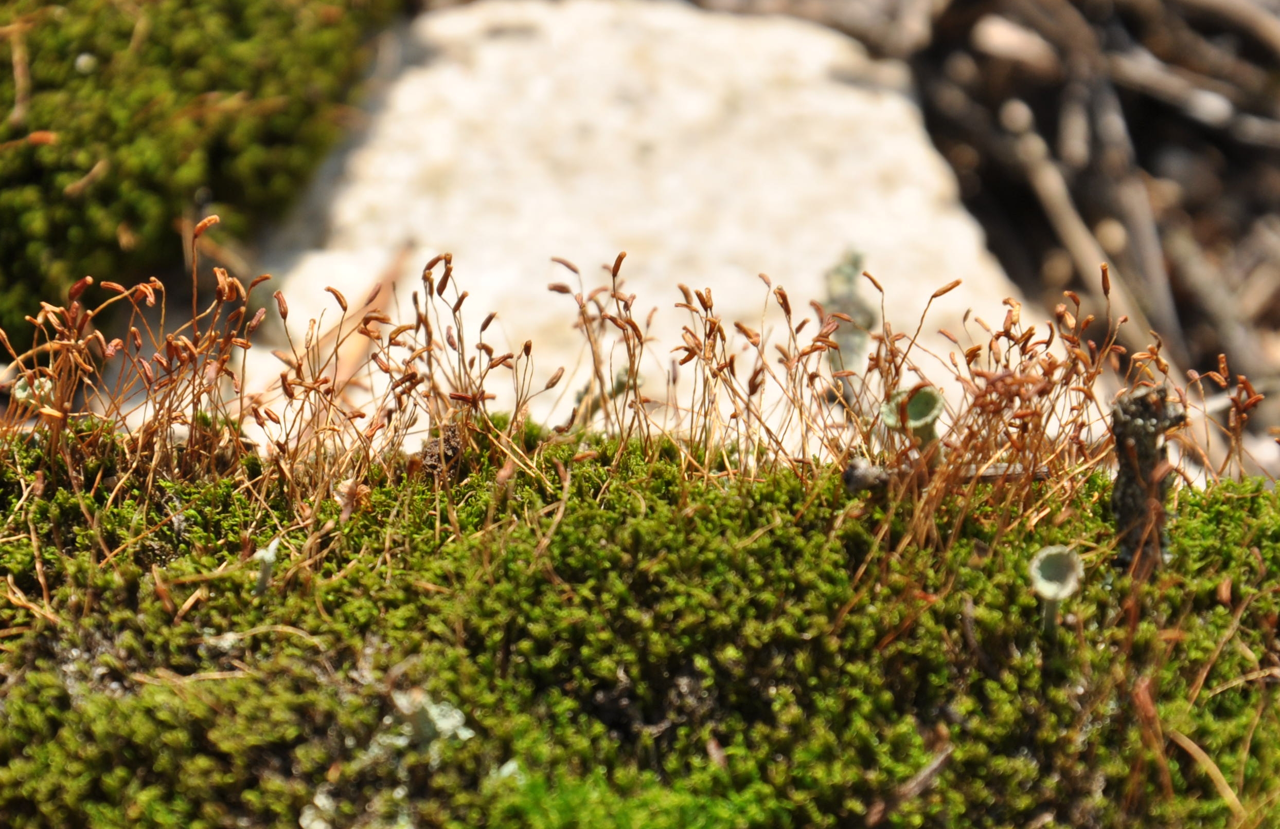 01092013194211 1816 art 1318 ceratodon dsc 0659